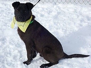 Astro, a Adoptable mixed breed in Anaconda, MT image 5/6
