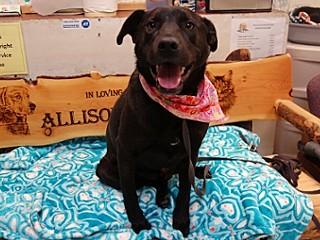 Astro, a Adoptable mixed breed in Anaconda, MT image 4/6