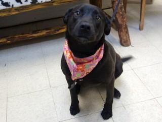 Astro, a Adoptable mixed breed in Anaconda, MT image 2/6