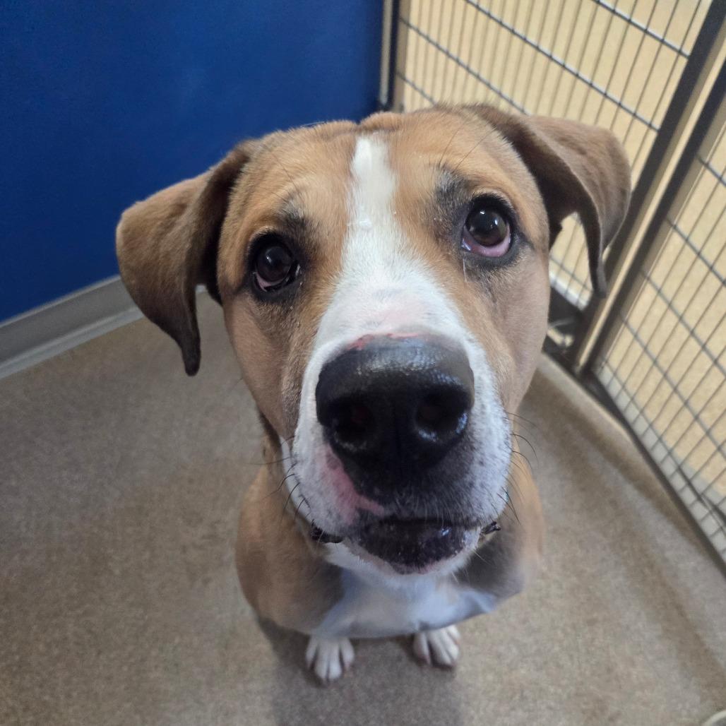 Eimstein, Adoptable, Adult Male Mixed Breed.