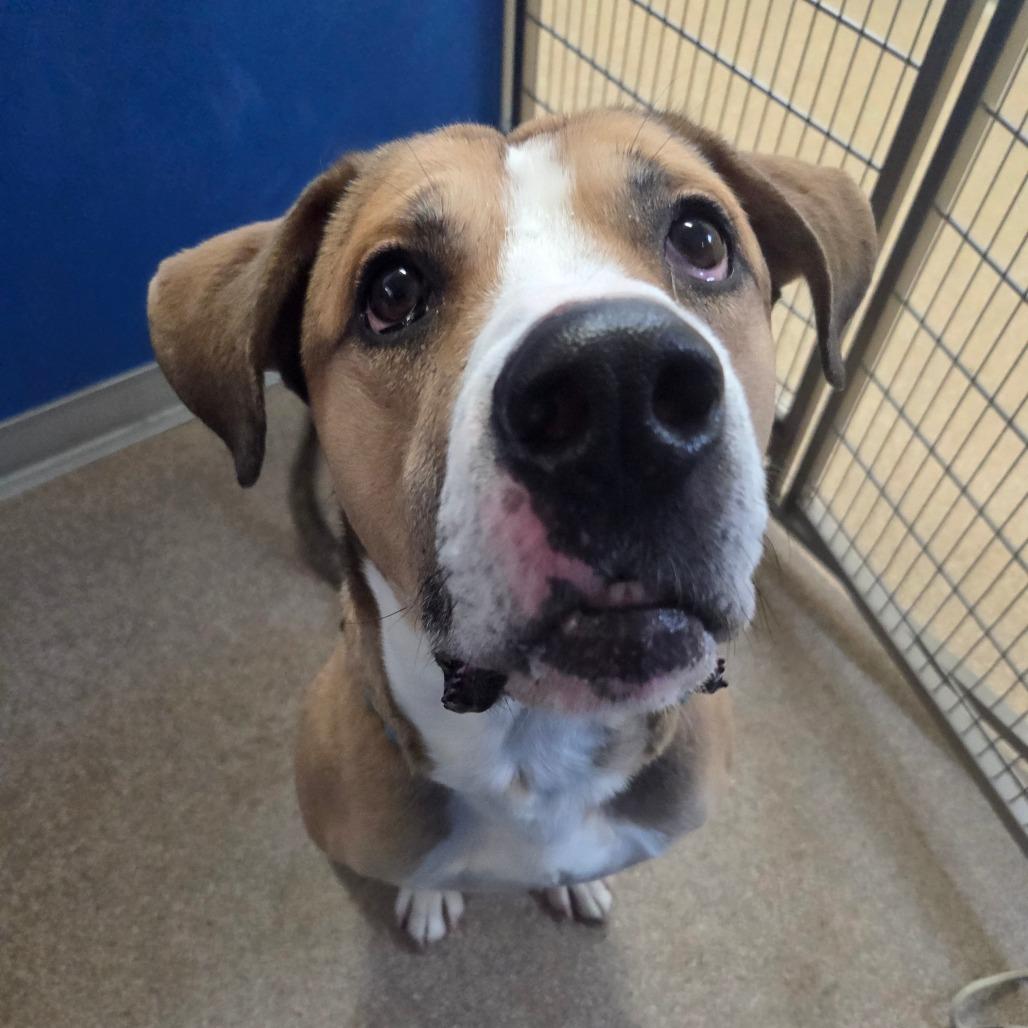 Enlarge Eimstein, a Adoptable Mixed Breed in Ballston Spa, NY image 2/6