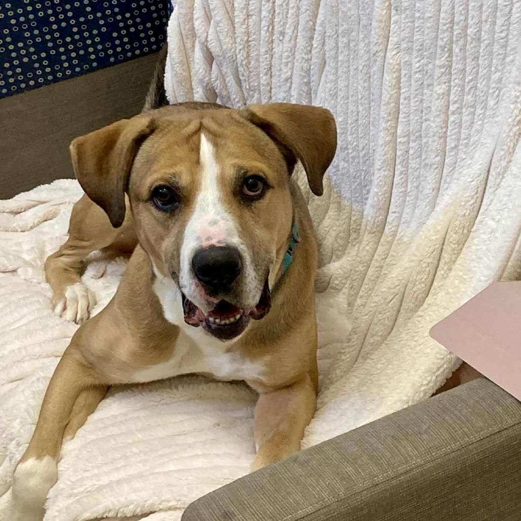 Enlarge Eimstein, a Adoptable Mixed Breed in Ballston Spa, NY image 3/6