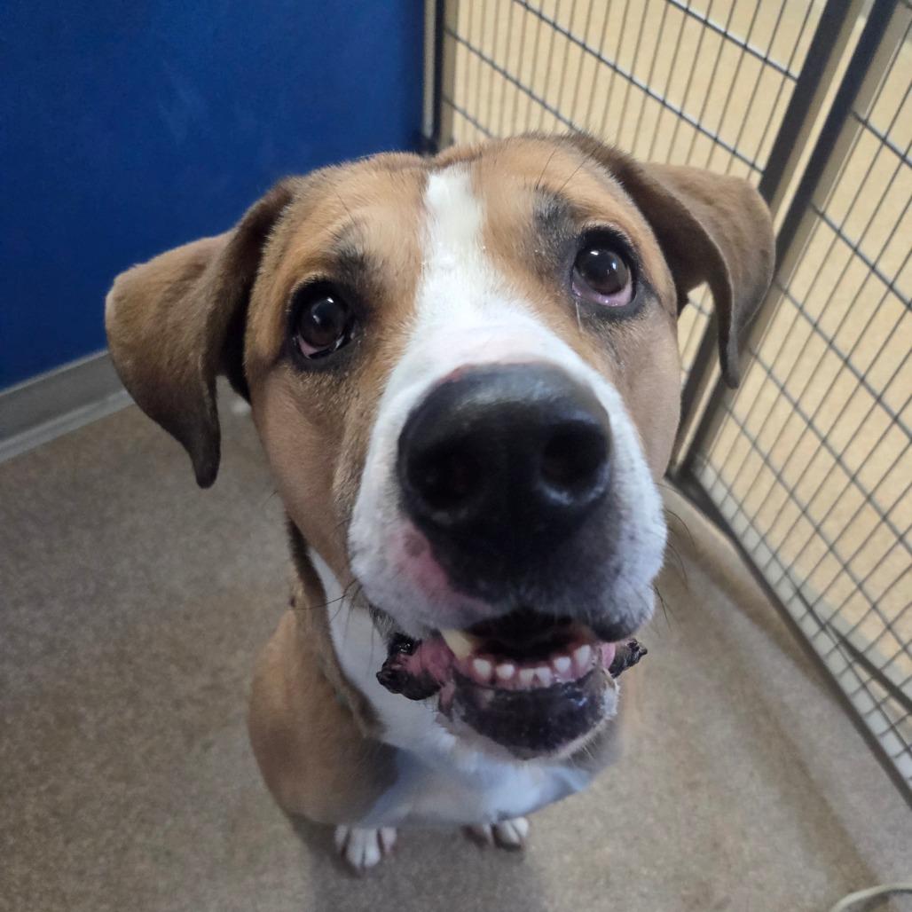 Enlarge Eimstein, a Adoptable Mixed Breed in Ballston Spa, NY image 4/6