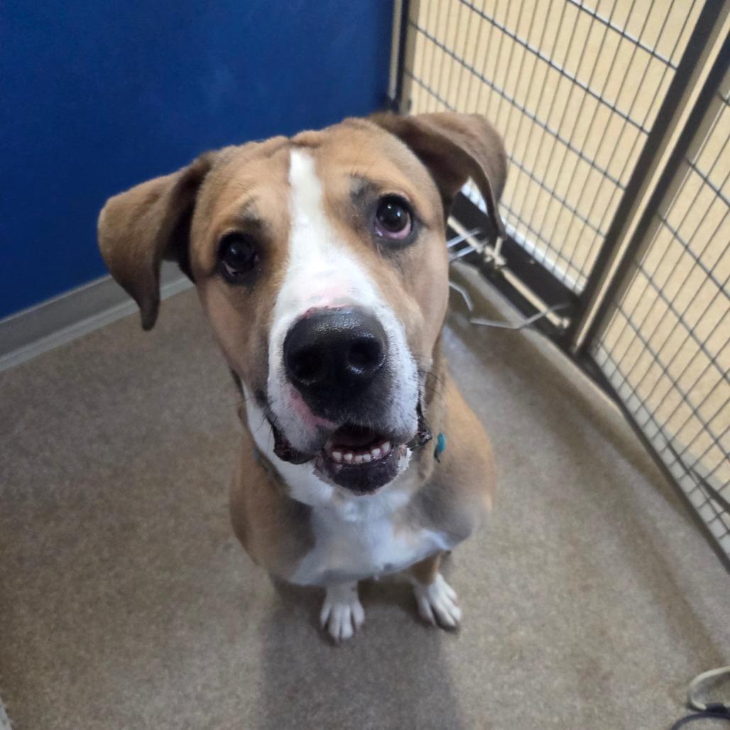 Enlarge Eimstein, a Adoptable Mixed Breed in Ballston Spa, NY image 5/6