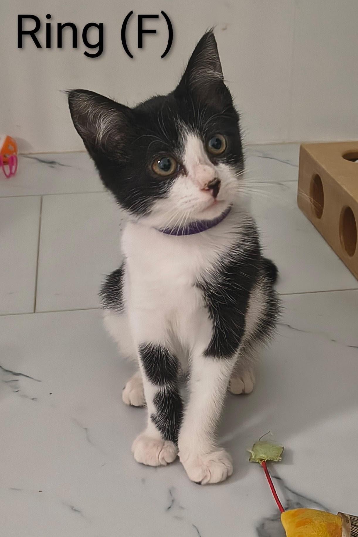 Ring, Adoptable, Kitten Female Domestic Short Hair & Tuxedo.