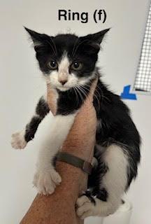 Enlarge Ring, a Adoptable mixed breed in Saugerties, NY image 2/2