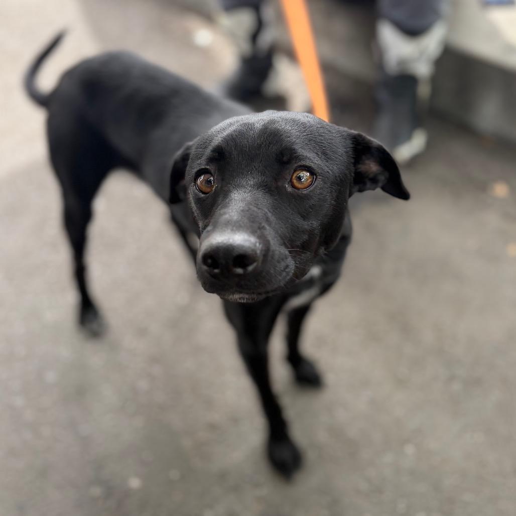 Moose, a Adoptable Terrier in Chico, CA image 1/6