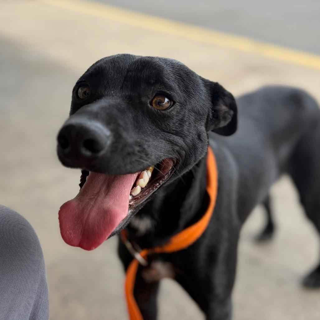 Moose, a Adoptable Terrier in Chico, CA image 2/6