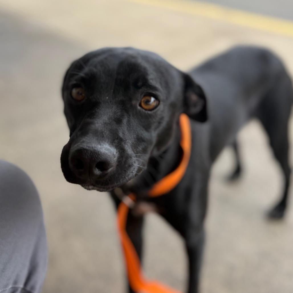 Moose, a Adoptable Terrier in Chico, CA image 3/6