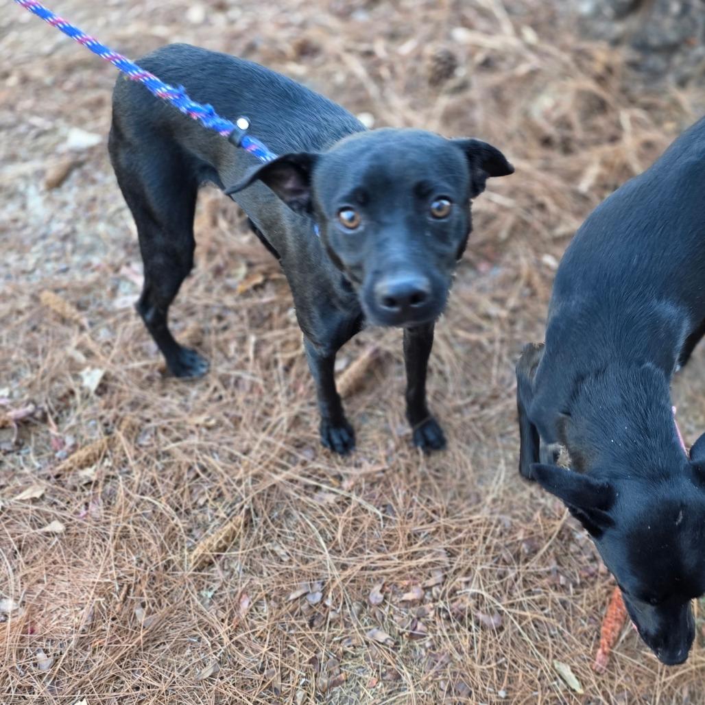 Moose, a Adoptable Terrier in Chico, CA image 4/6