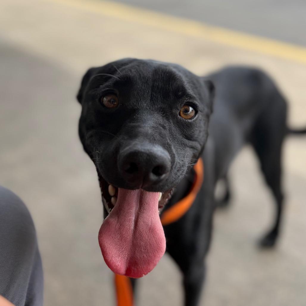 Moose, a Adoptable Terrier in Chico, CA image 5/6