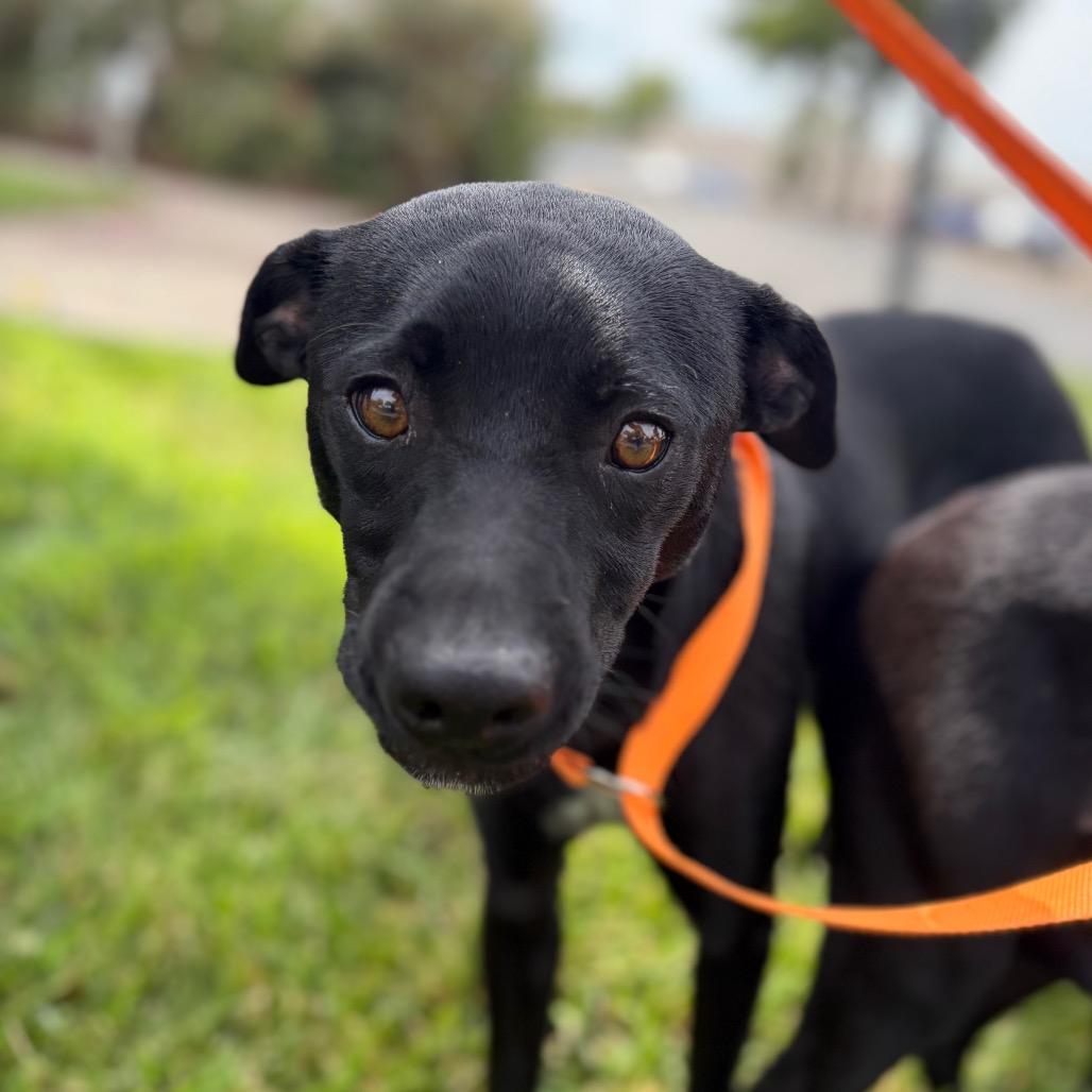 Moose, a Adoptable Terrier in Chico, CA image 6/6