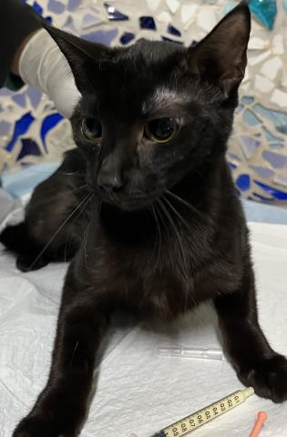 JULIE, Adoptable, Young Female Domestic Short Hair.