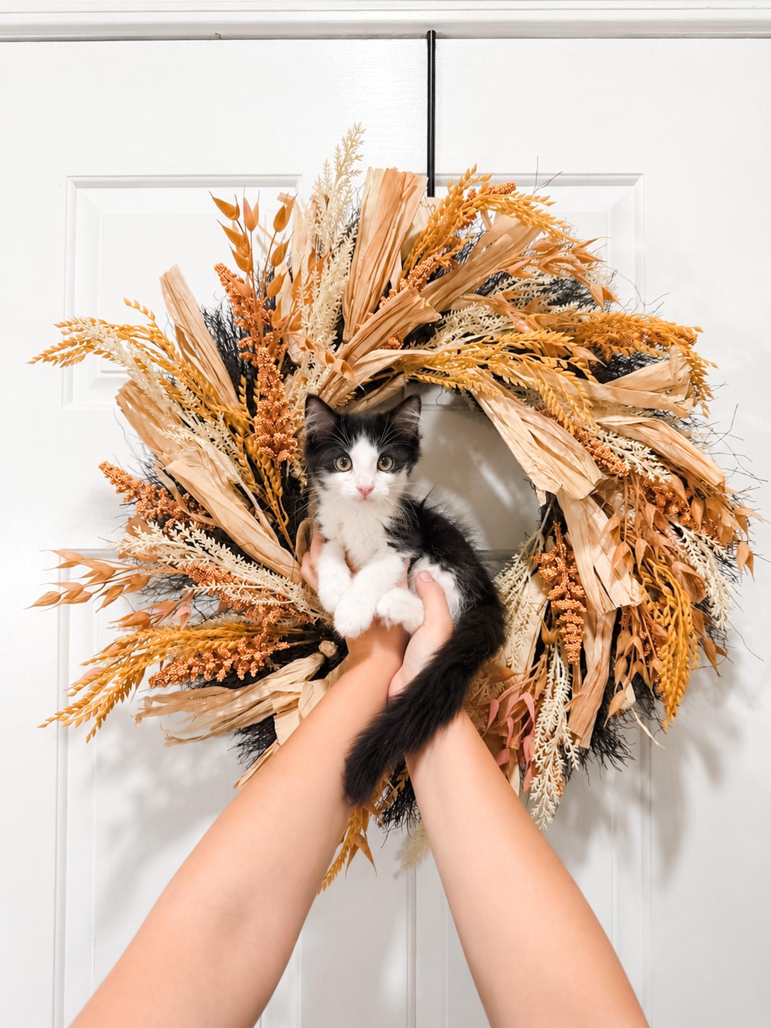 Enlarge Cross, a Adoptable Domestic Long Hair in Goodyear, AZ image 1/1