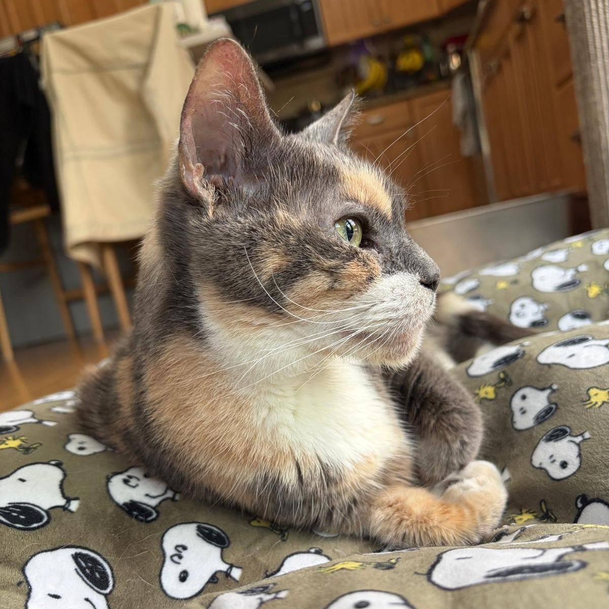 Enlarge Eddie, a Adoptable Domestic Short Hair in Weehawken, NJ image 3/6