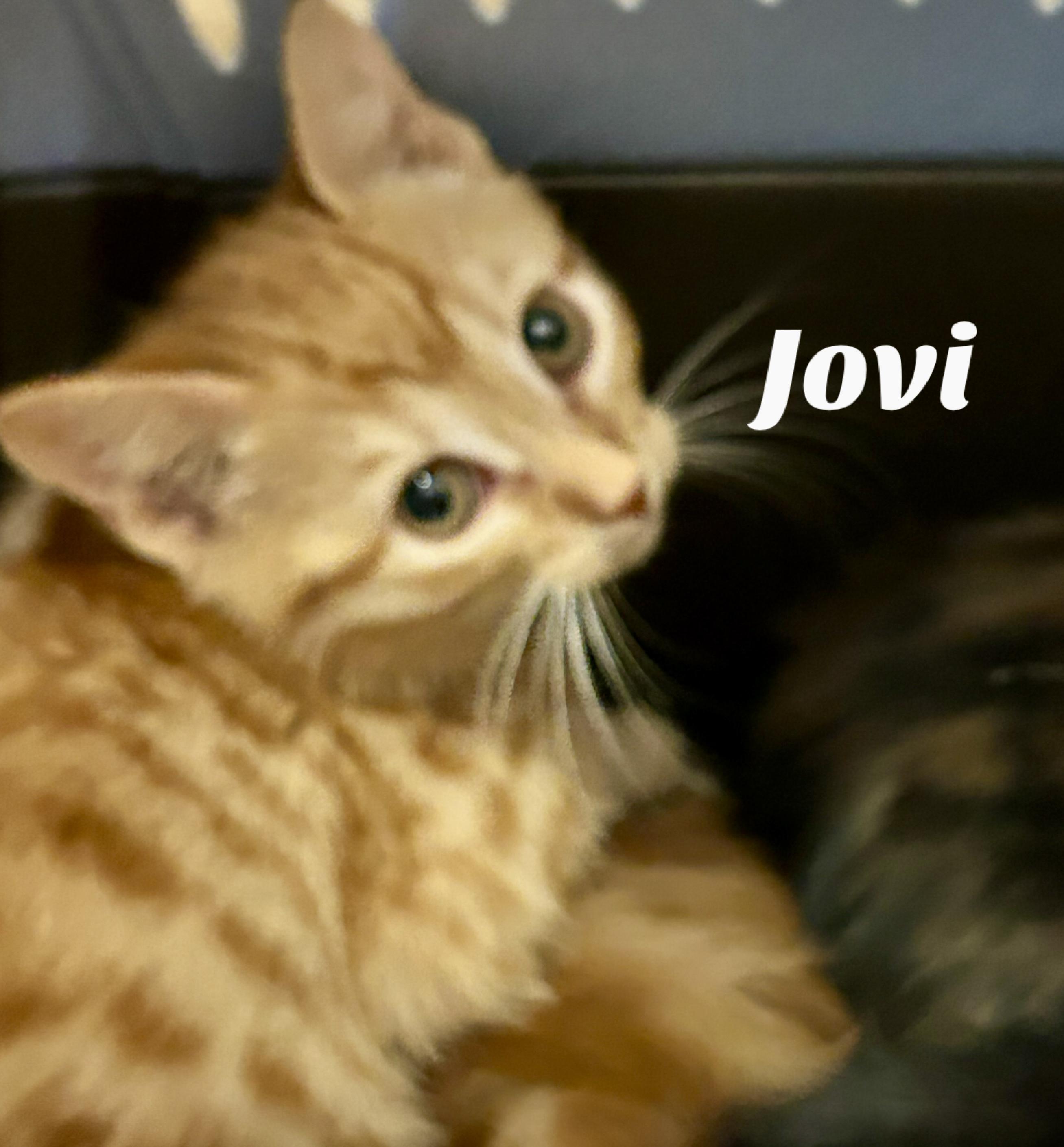 Jovi