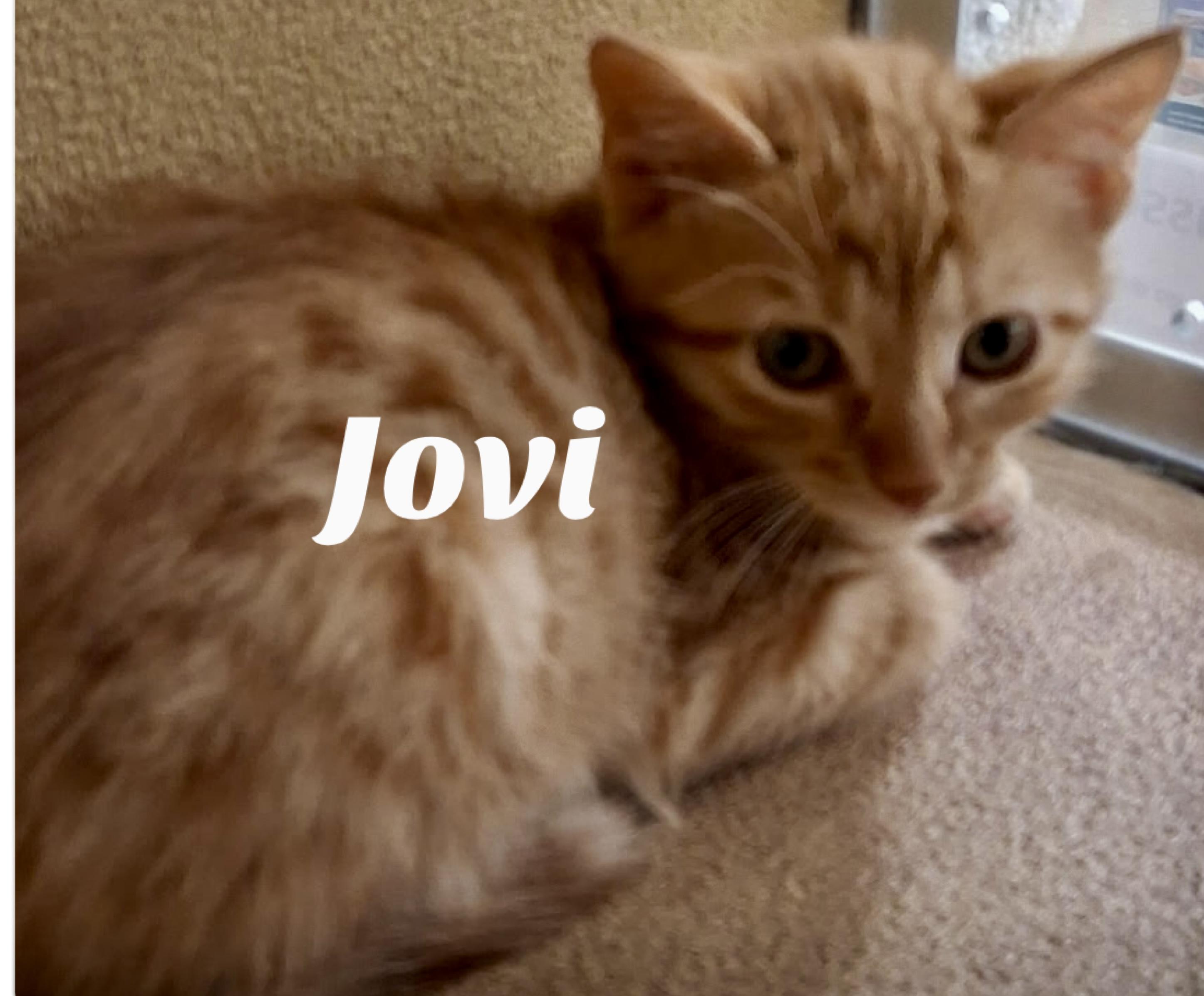 Enlarge Jovi, a Adoptable Domestic Short Hair in Owasso, OK image 2/2