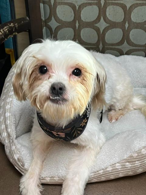 Blanca, Adoptable, Young Female Shih Tzu & Chihuahua.