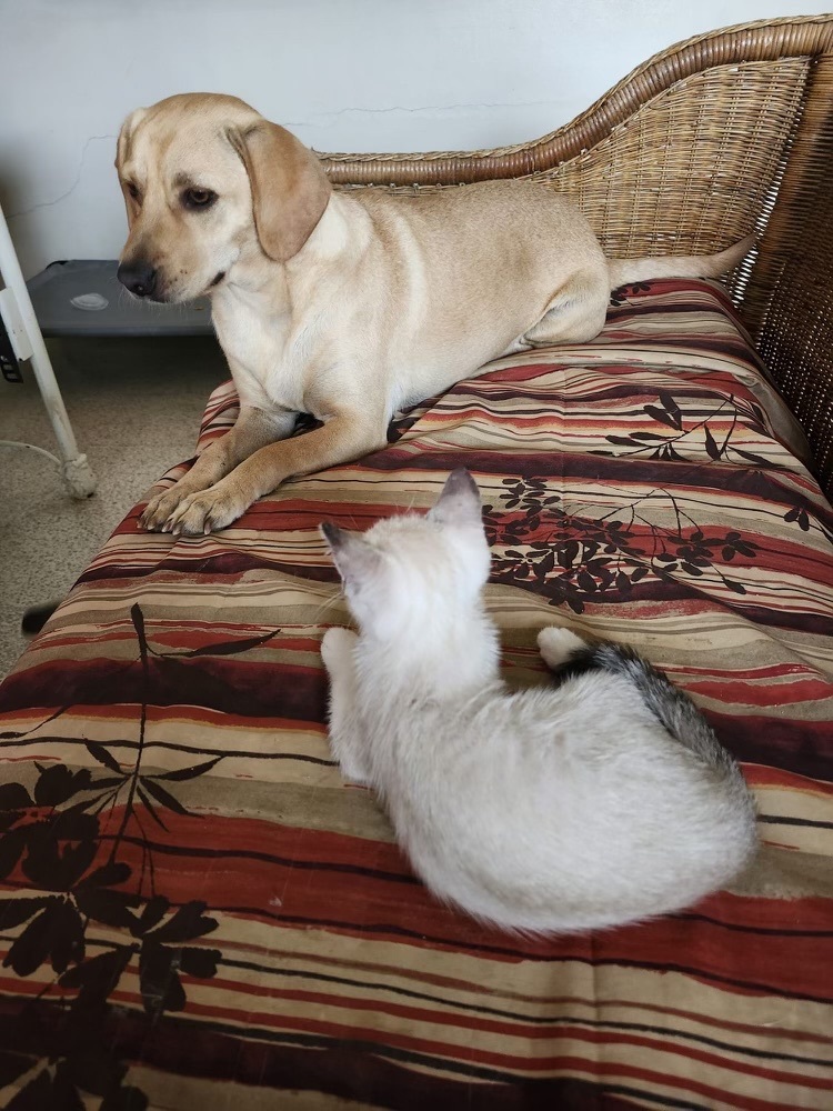 LOLA ROSE - good with cats! 3