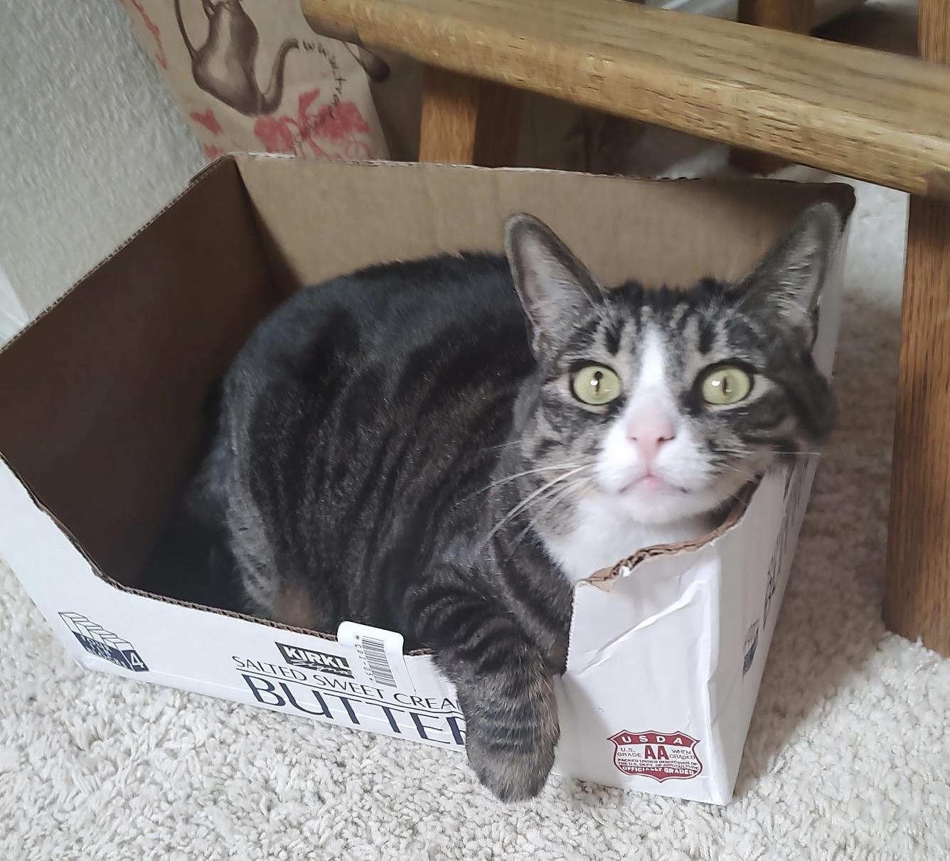 Twinkie