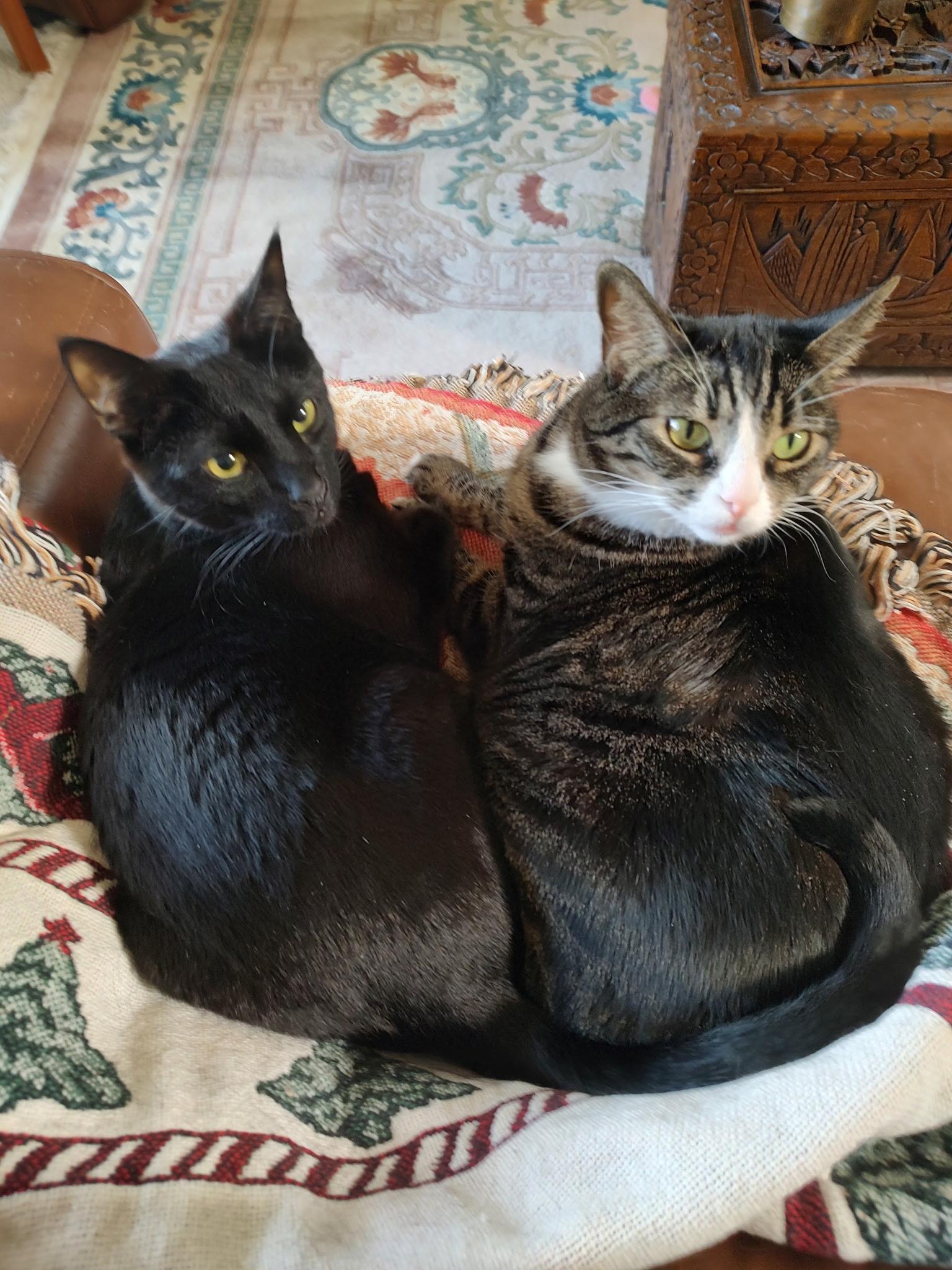Twinkie