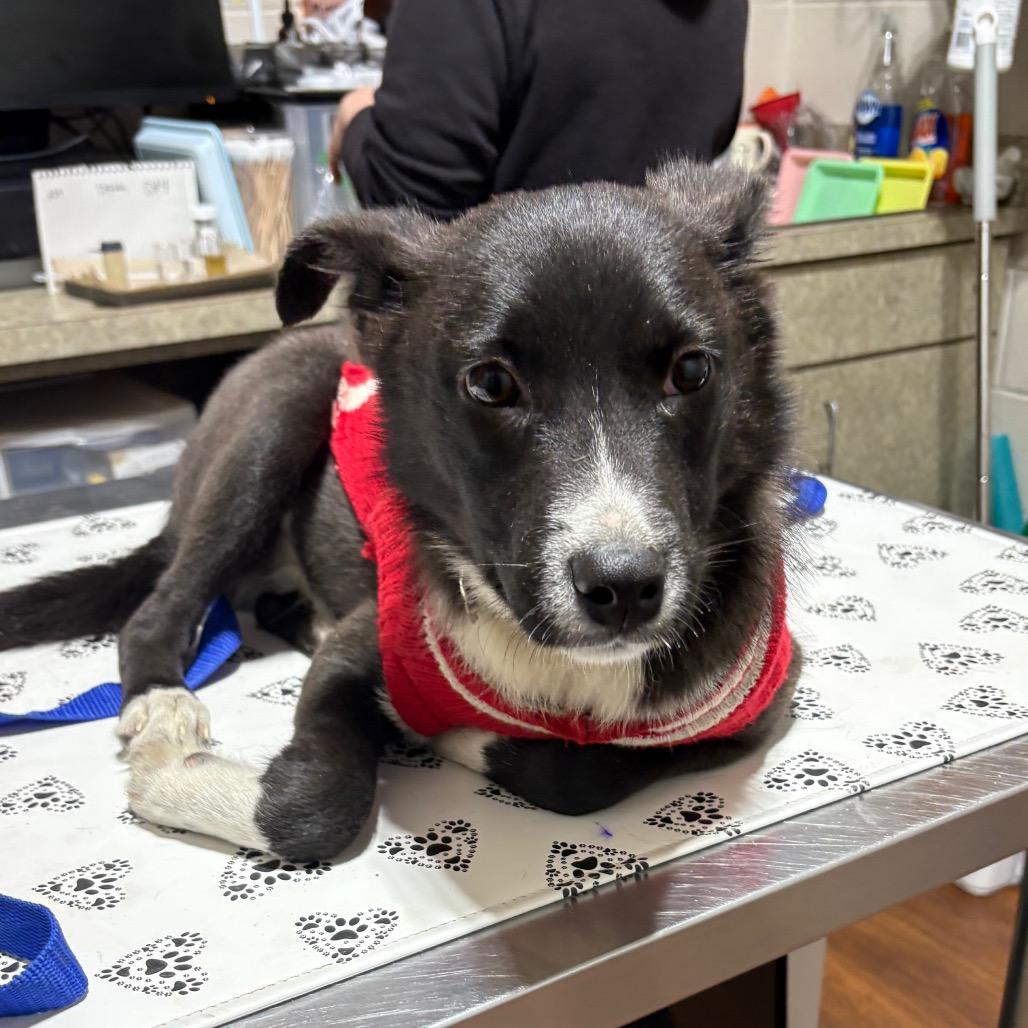 Enlarge Silas, a Adoptable Mixed Breed in Milton, FL image 1/1