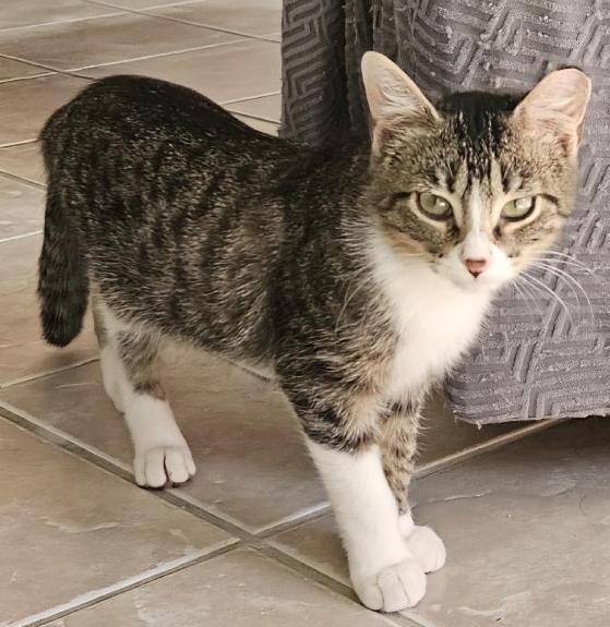 Nickolas, Adoptable, Kitten Male Domestic Short Hair.