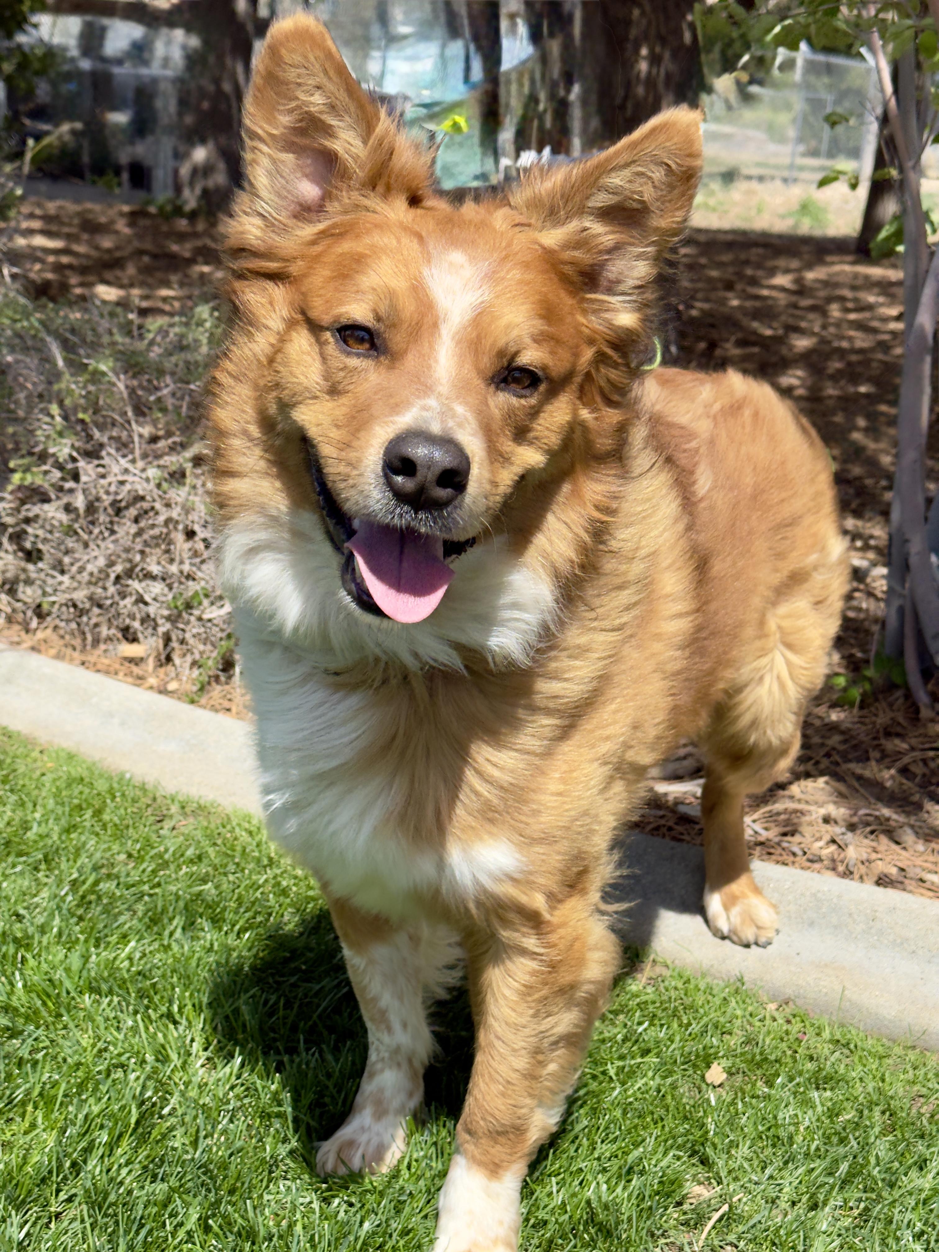 Leo, ADOPTABLE, Adult Male Australian Cattle Dog / Blue Heeler.