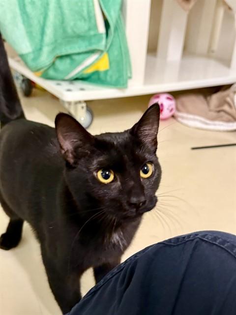 Enlarge TRUFFLES, a Adoptable Domestic Short Hair in Fremont, CA image 1/1