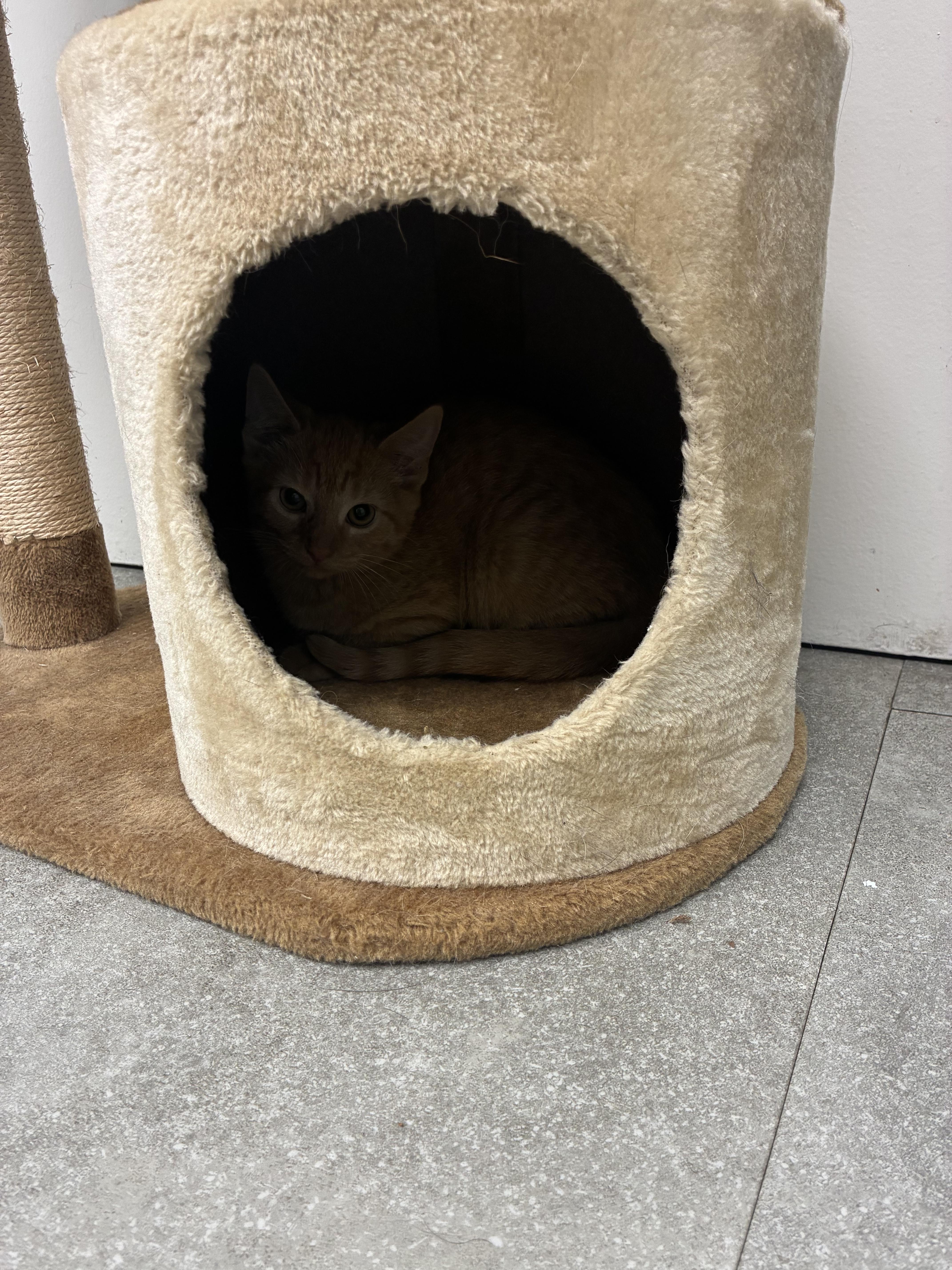 Maple, adopted, Kitten Female Domestic Short Hair.