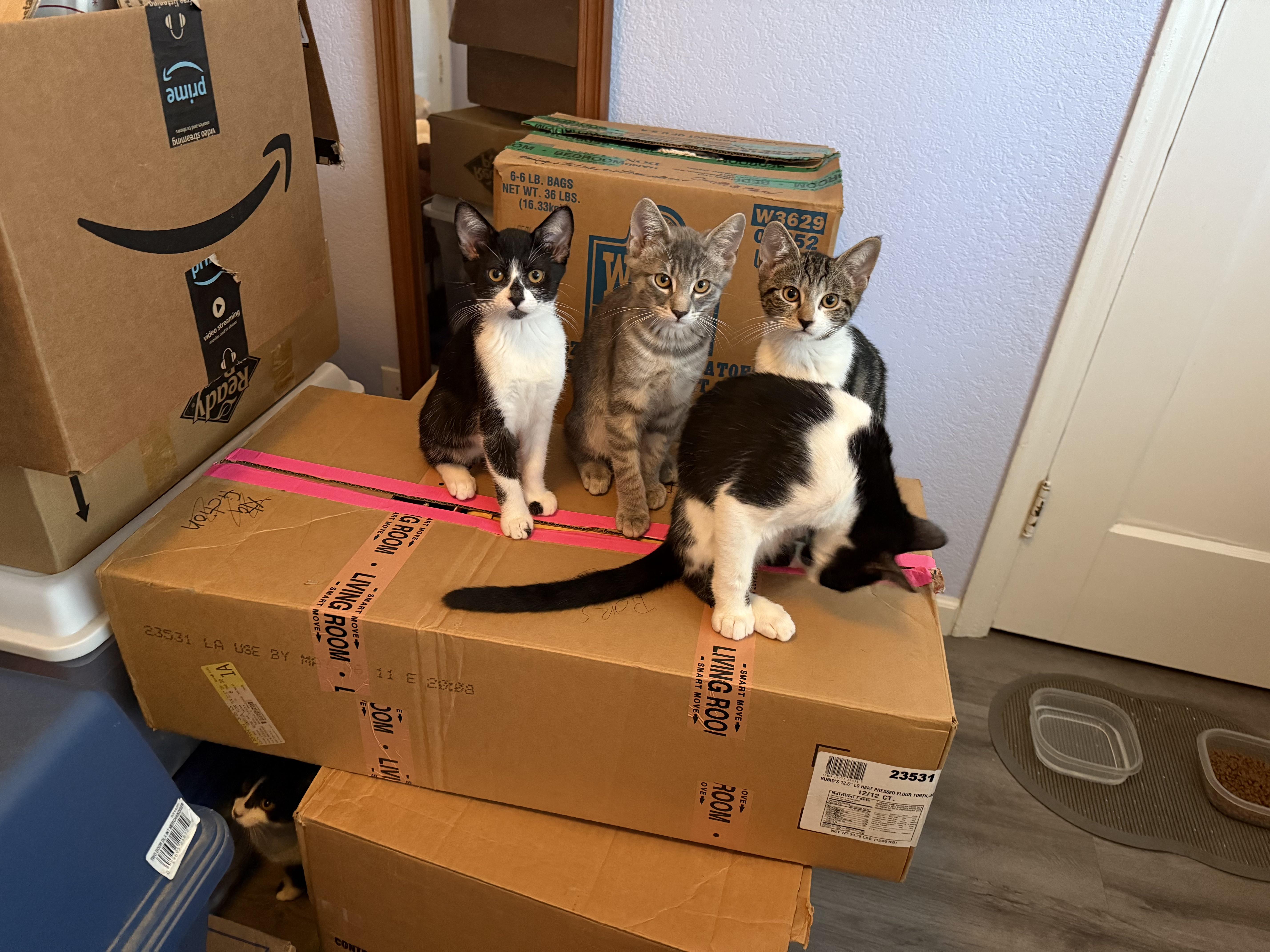 Cookie, a Adoptable Tuxedo in South San Francisco, CA image 1/4