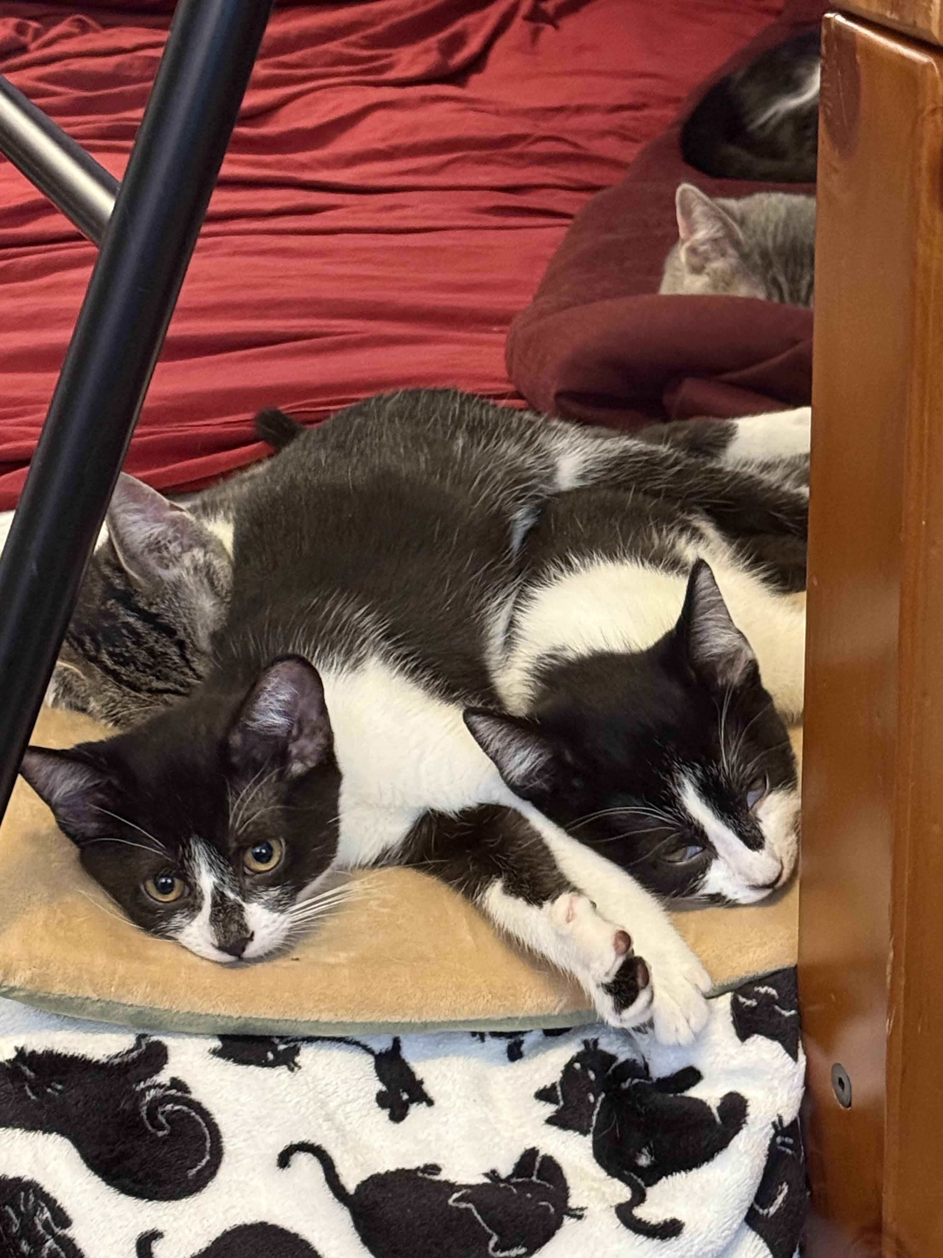 Cookie, a Adoptable Tuxedo in South San Francisco, CA image 2/4