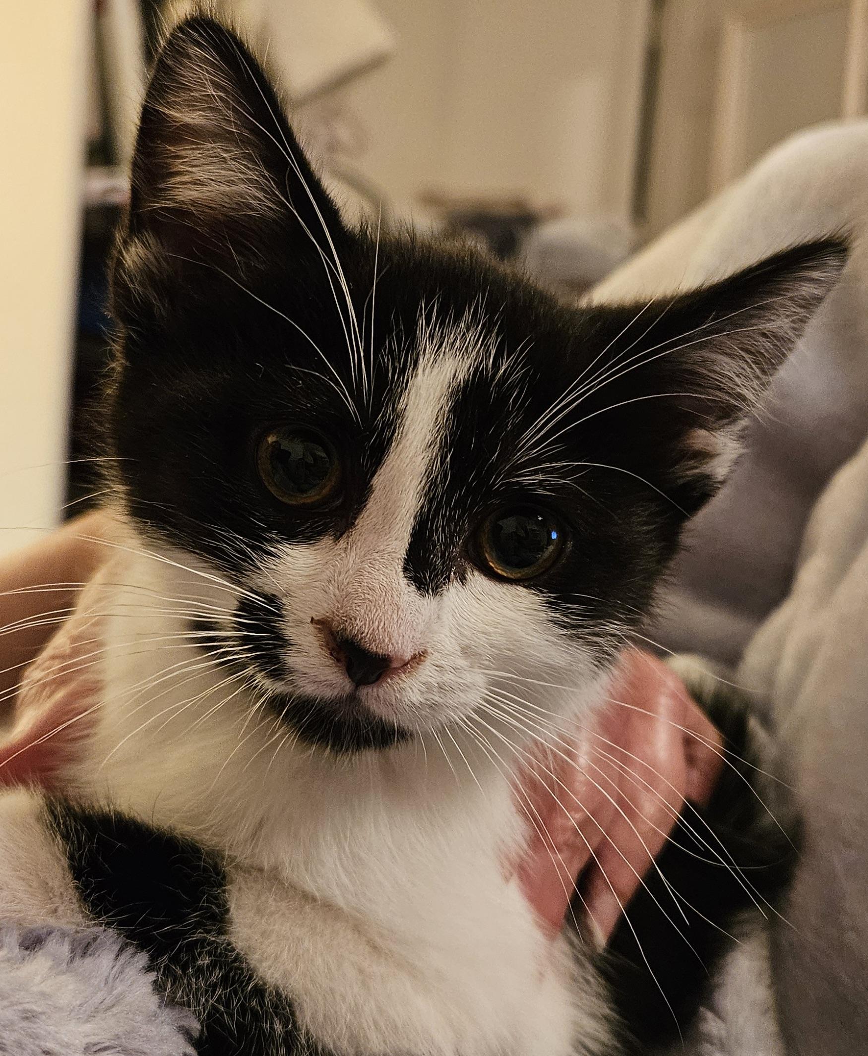 Cookie, a Adoptable Tuxedo in South San Francisco, CA image 3/4