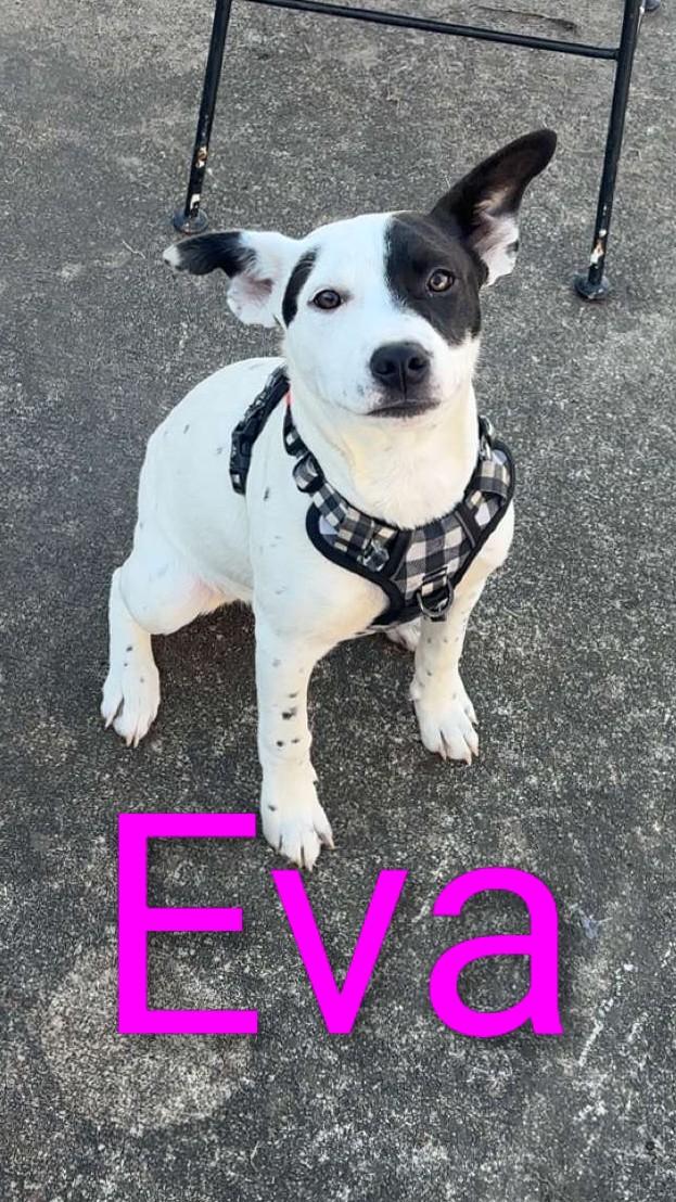 Enlarge Eva, an adopted mixed breed in Osceola, MO image 1/6