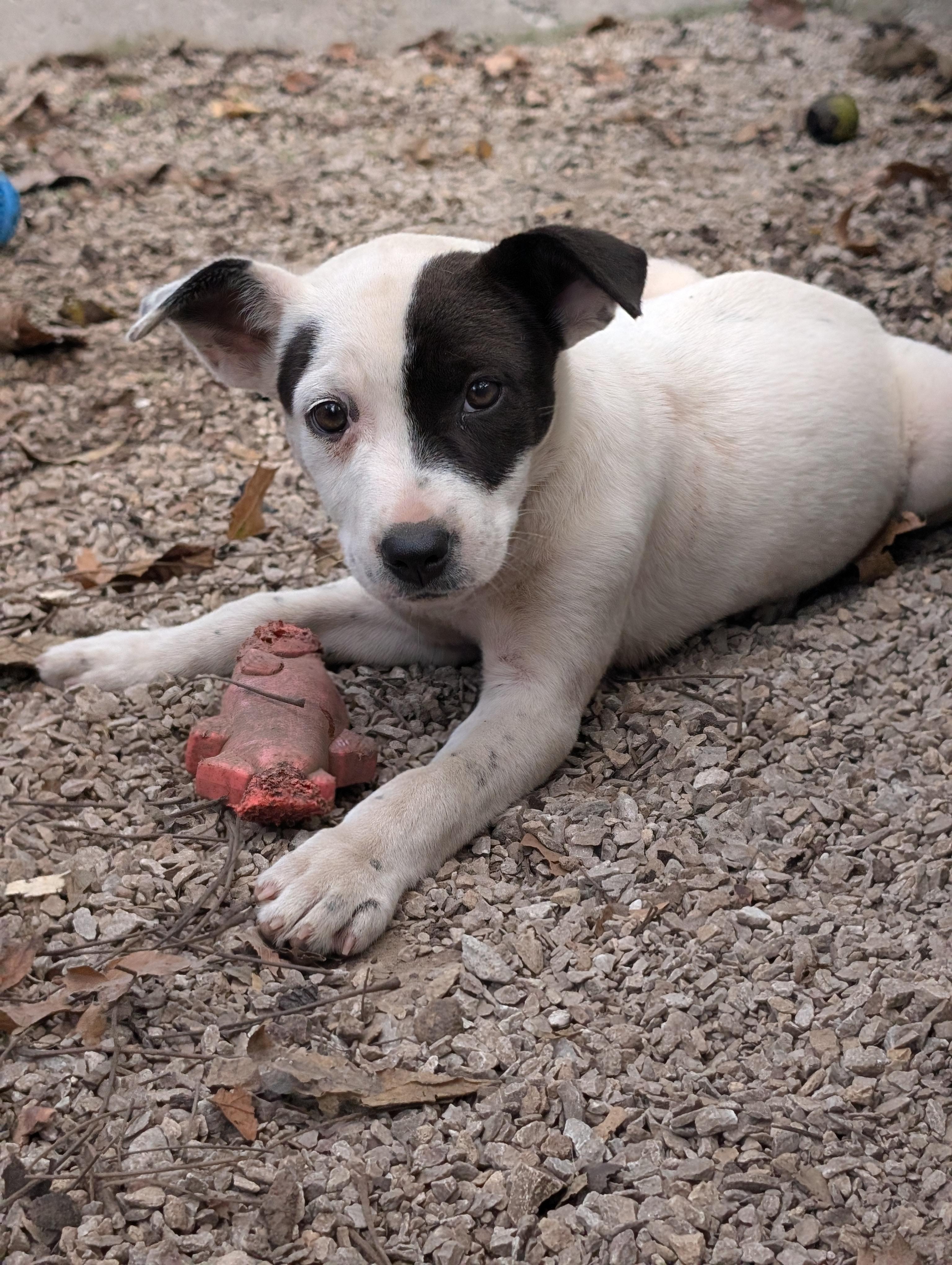 Enlarge Eva, an adopted mixed breed in Osceola, MO image 2/6