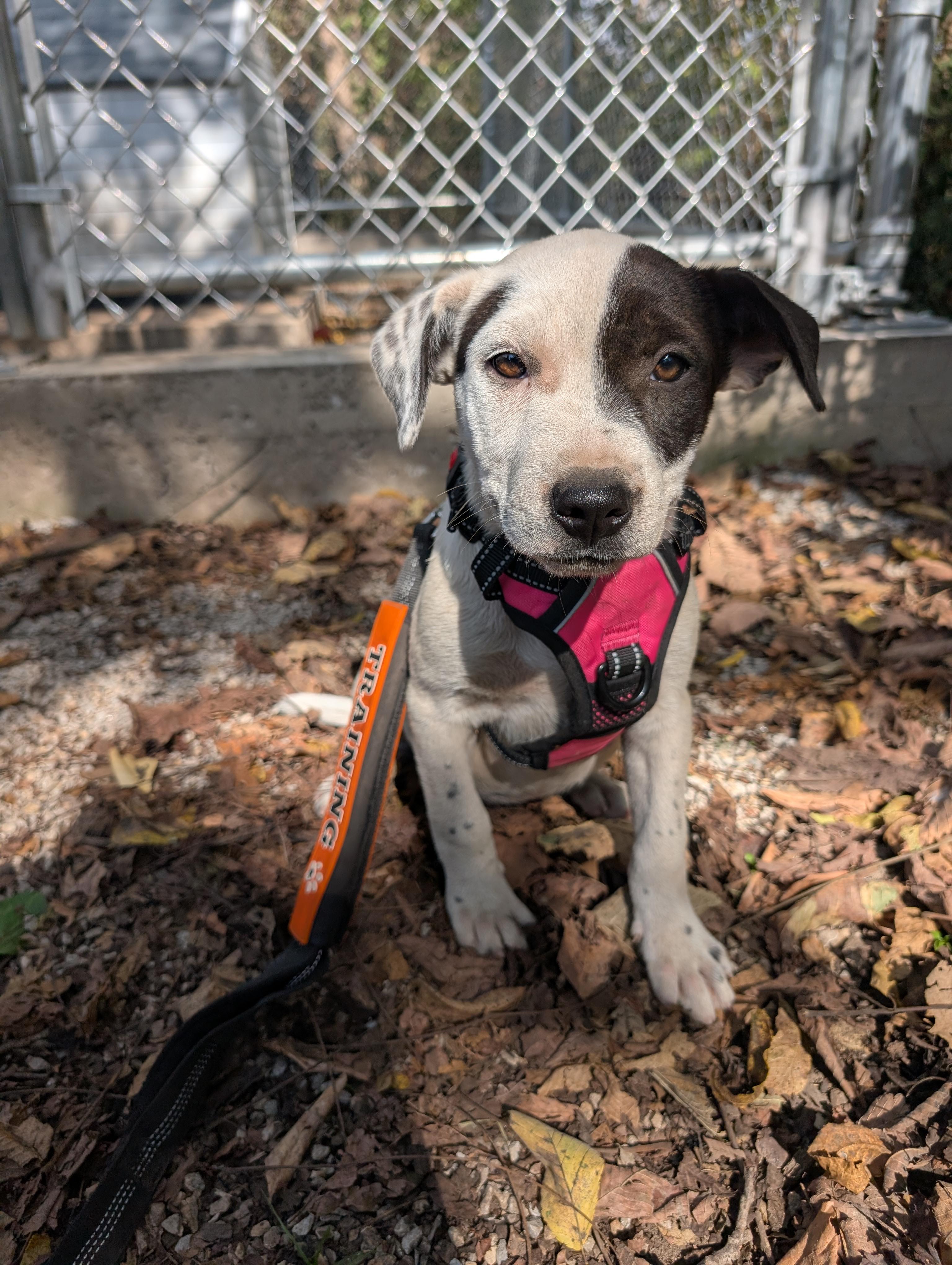 Enlarge Eva, an adopted mixed breed in Osceola, MO image 5/6