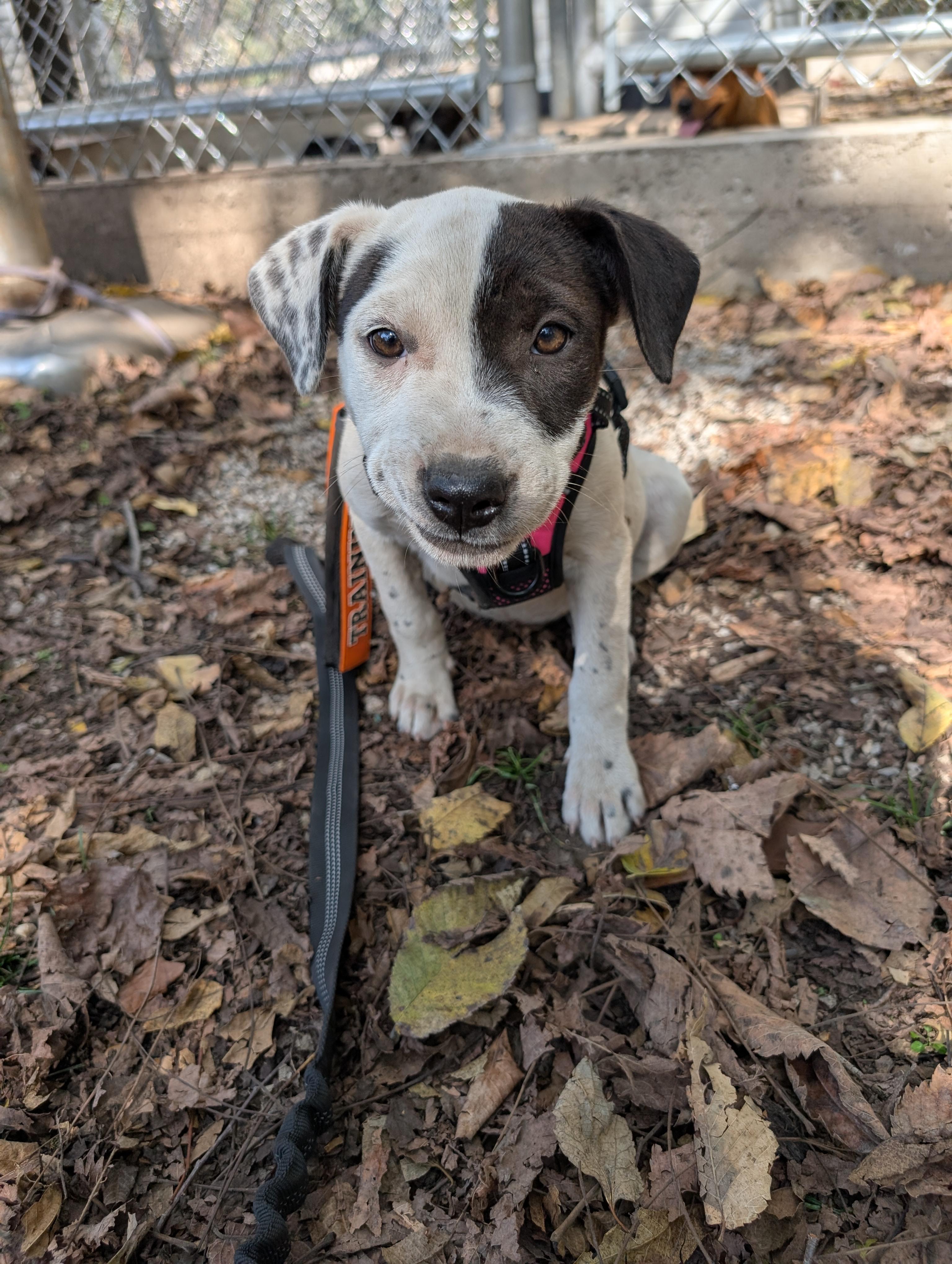 Enlarge Eva, an adopted mixed breed in Osceola, MO image 6/6