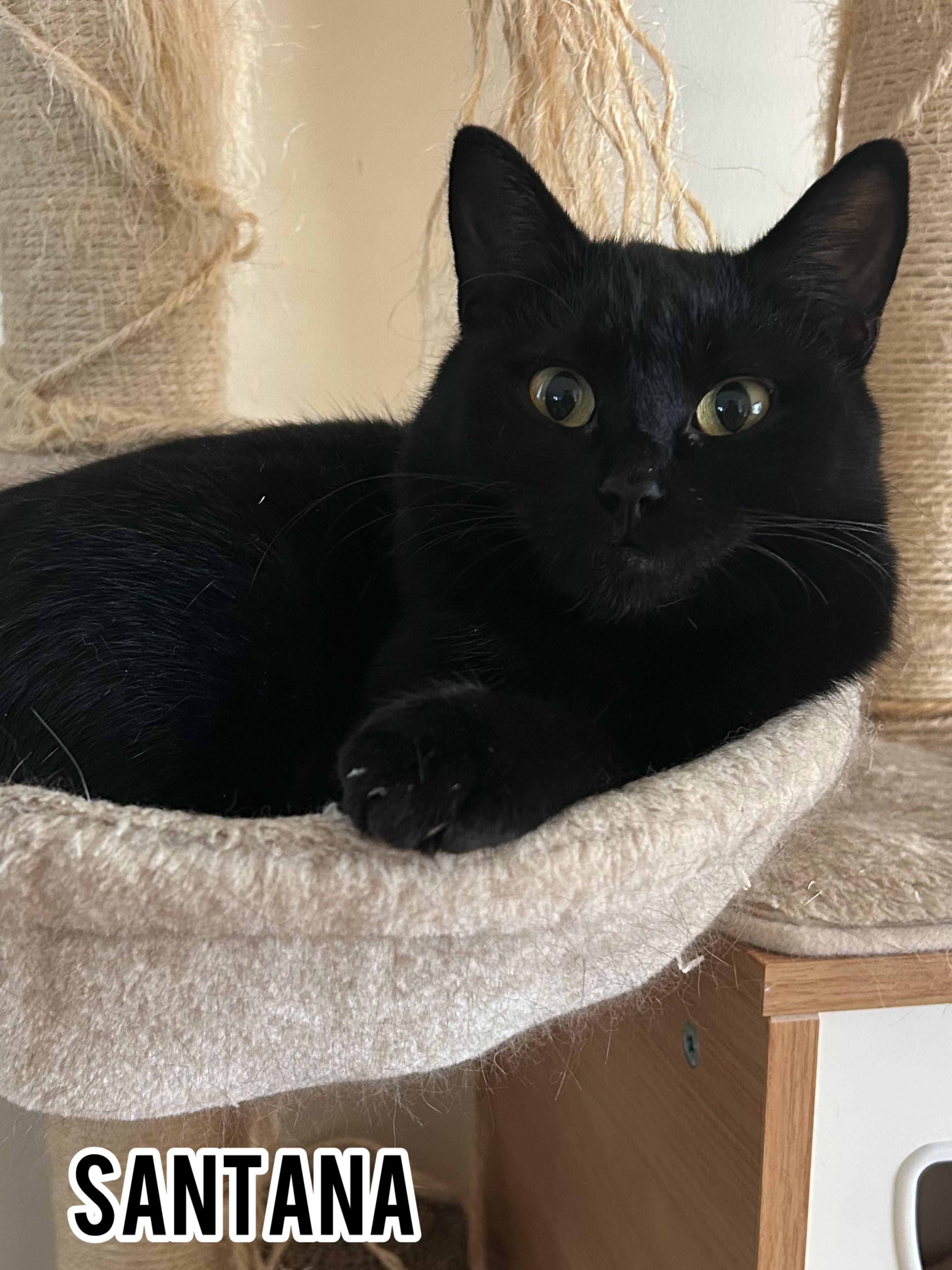 Santana, Adoptable, Adult Female Domestic Short Hair.