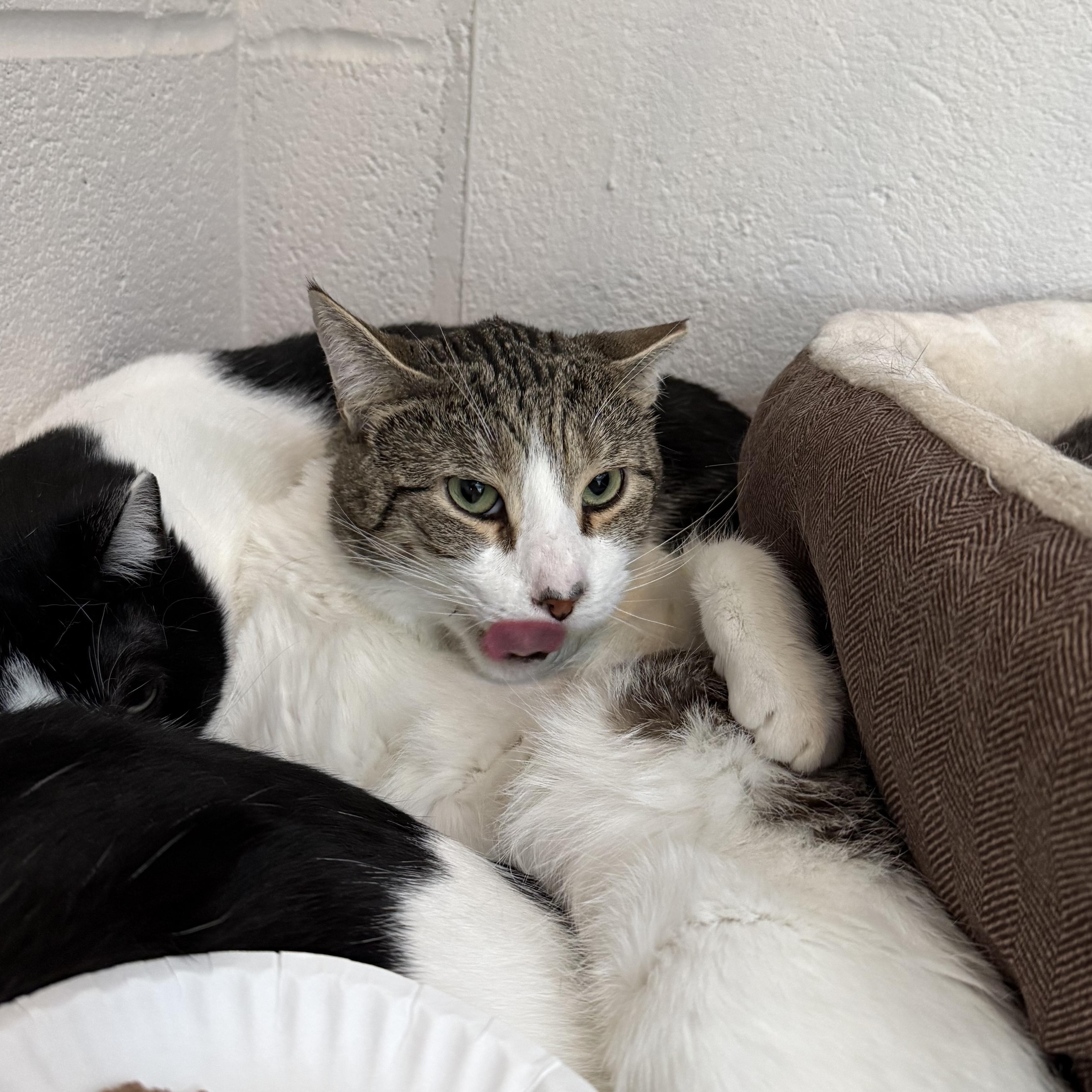 TomTom & Silas, a Adoptable mixed breed in West Milford, NJ image 5/6