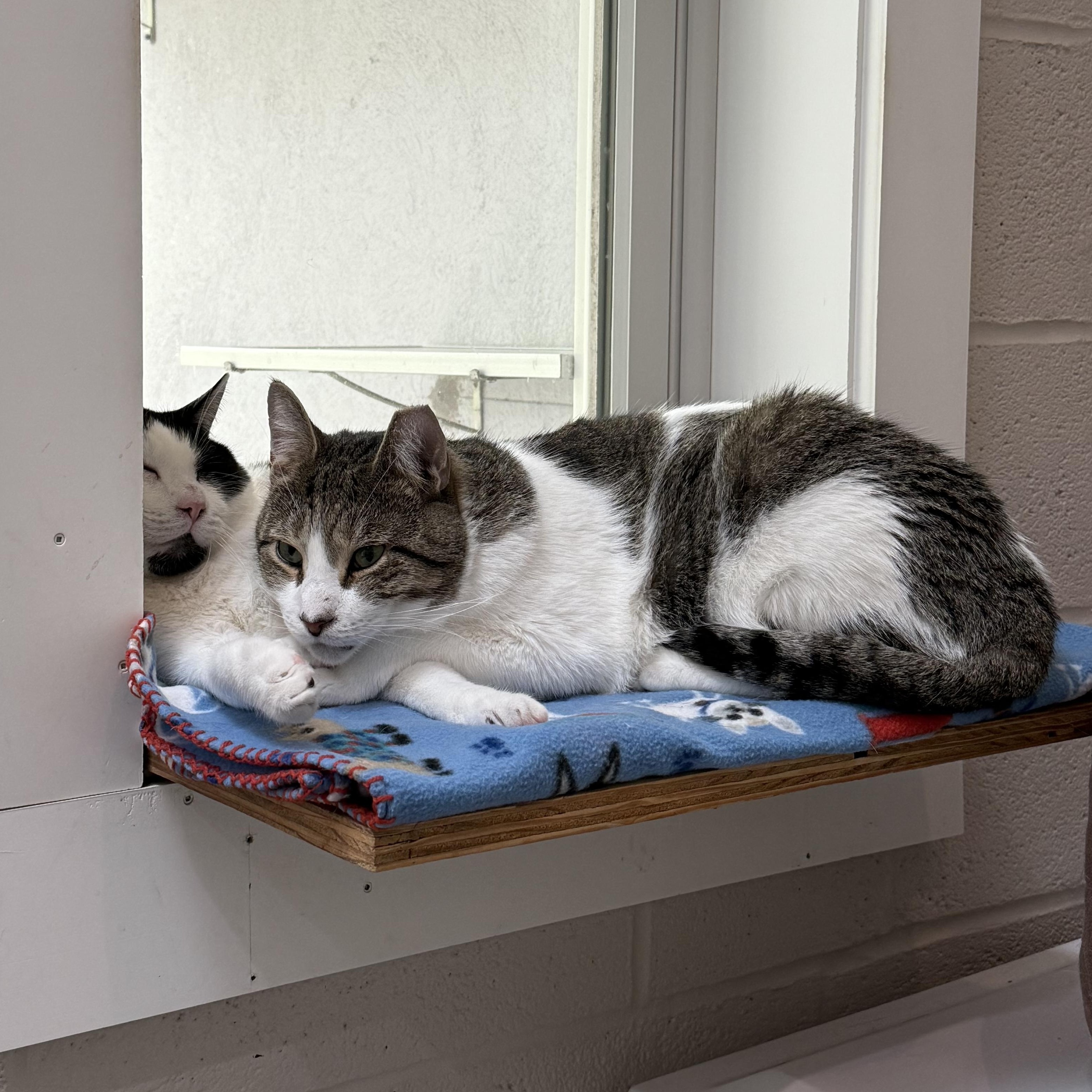 TomTom & Silas, a Adoptable mixed breed in West Milford, NJ image 6/6