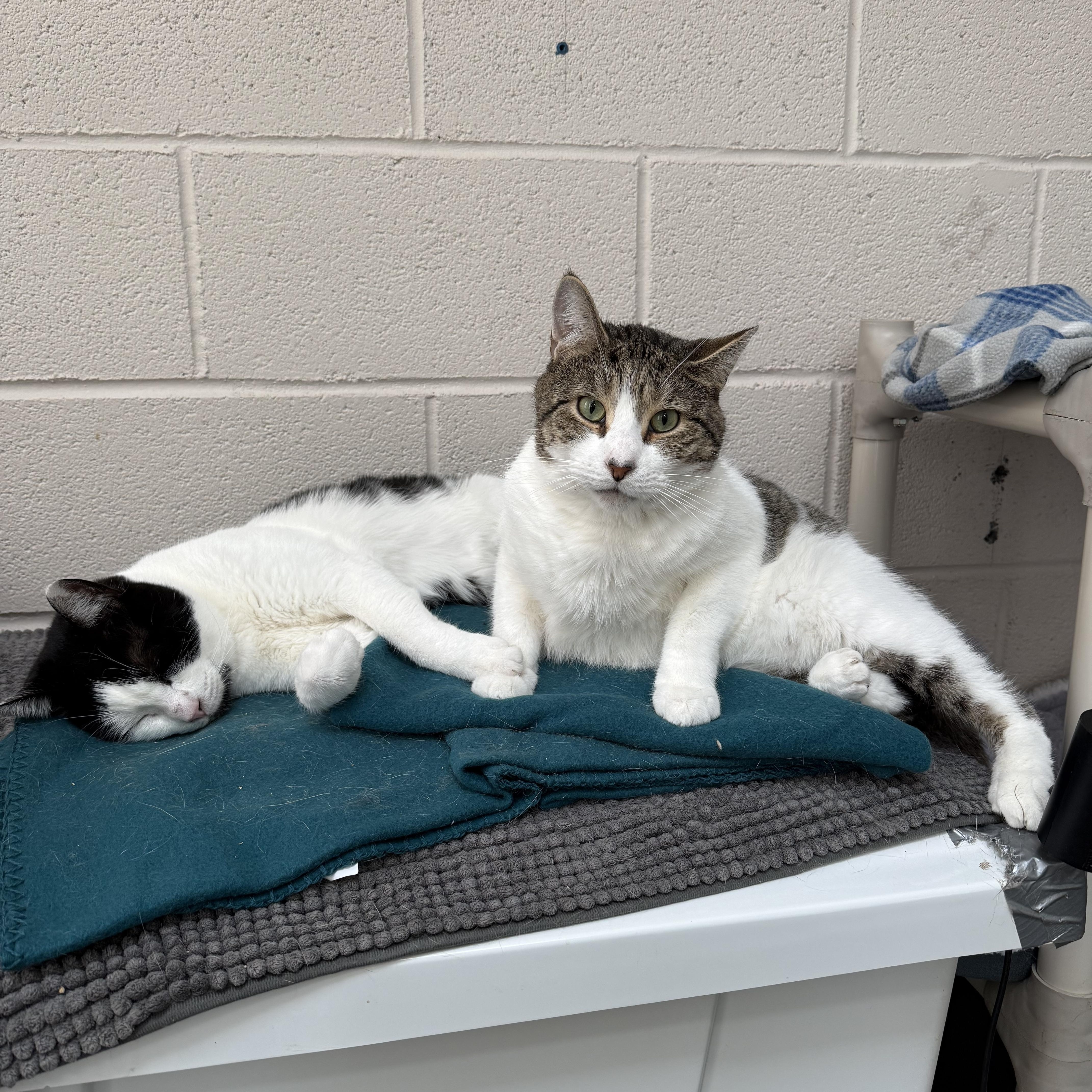 Enlarge TomTom & Silas, a Adoptable mixed breed in West Milford, NJ image 2/6