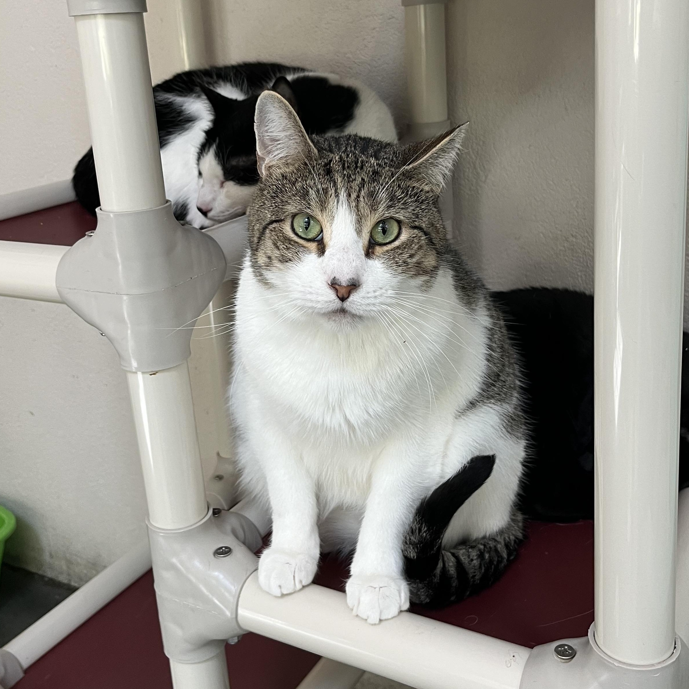 TomTom & Silas, a Adoptable mixed breed in West Milford, NJ image 2/6