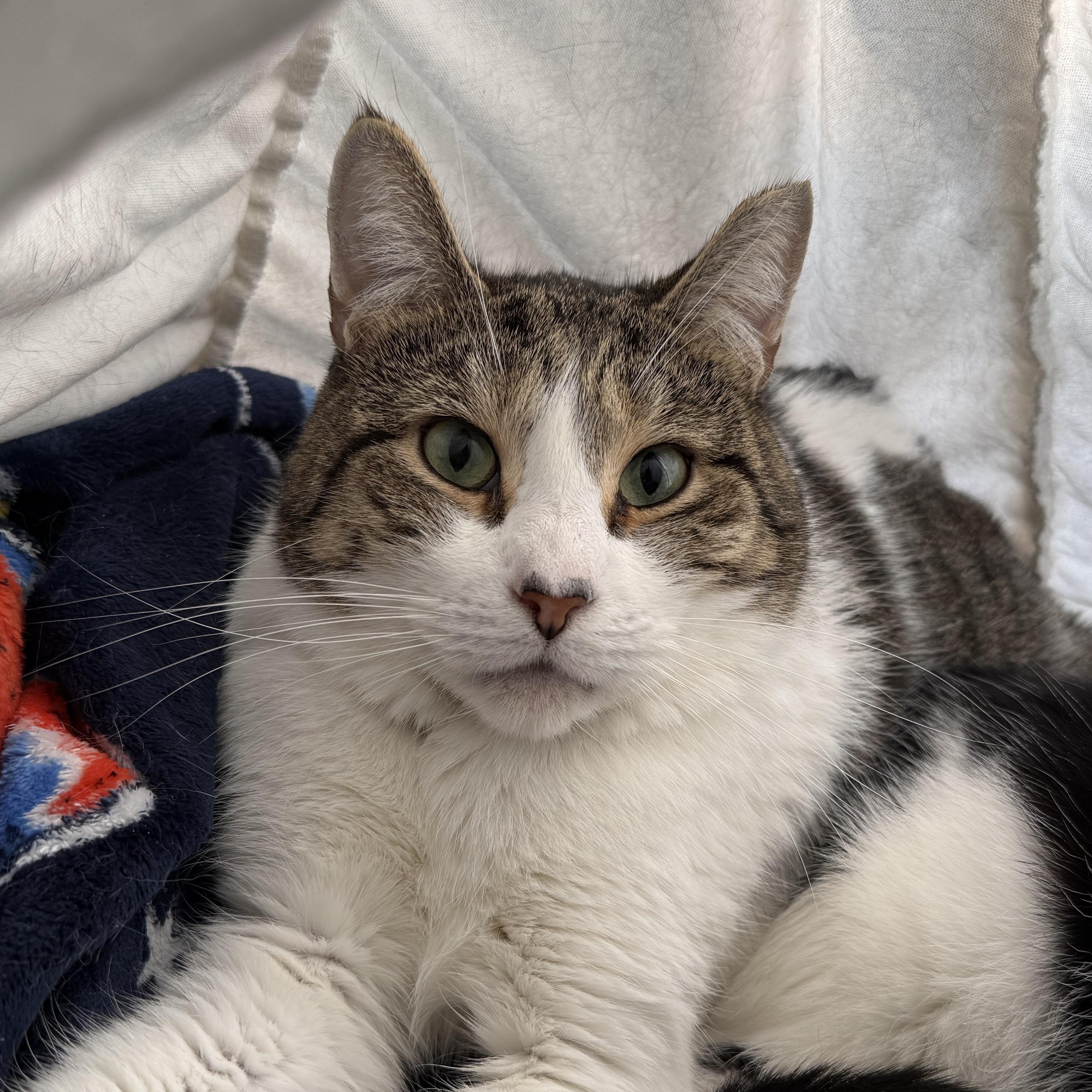 Enlarge TomTom & Silas, a Adoptable mixed breed in West Milford, NJ image 1/6