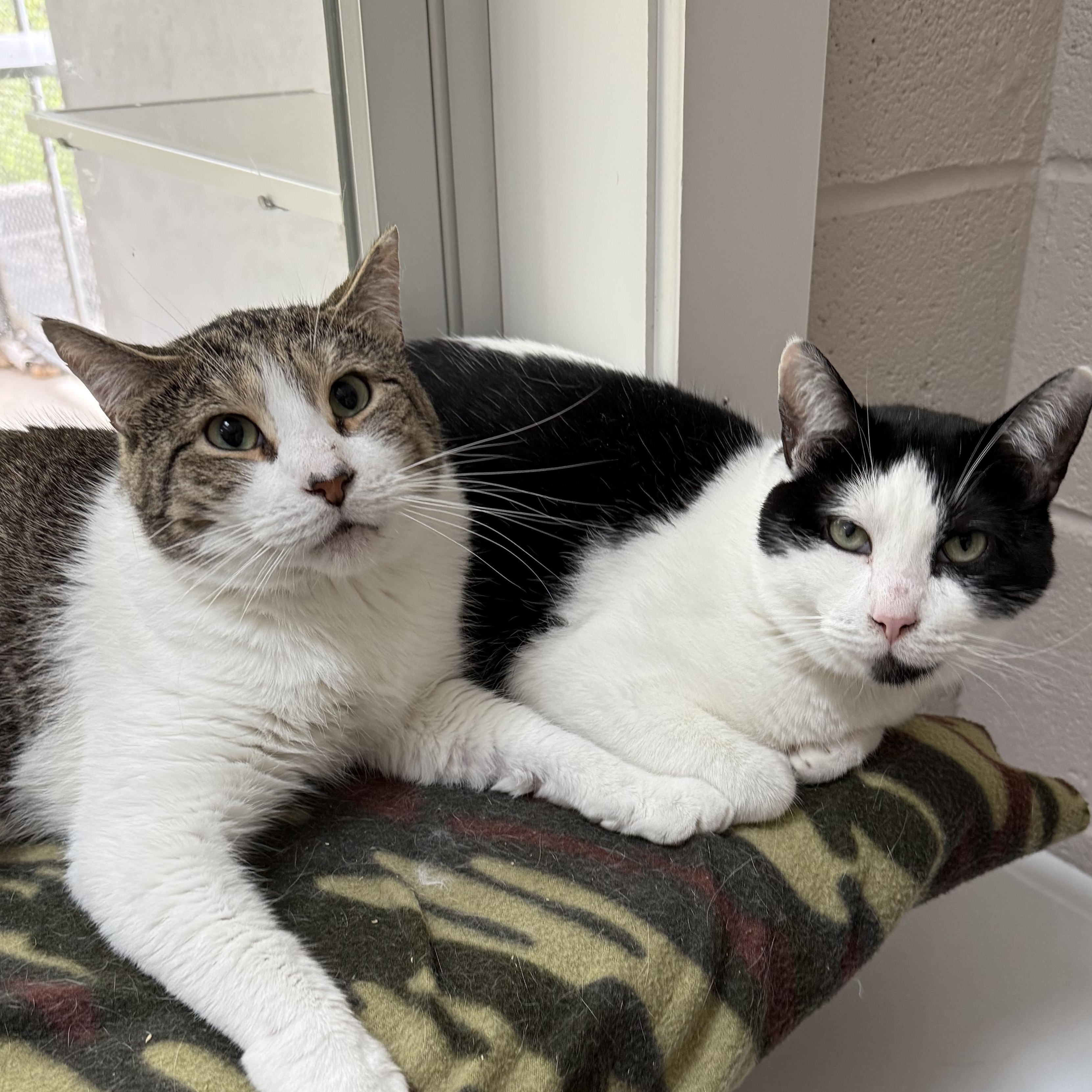 TomTom & Silas, a Adoptable mixed breed in West Milford, NJ image 1/6