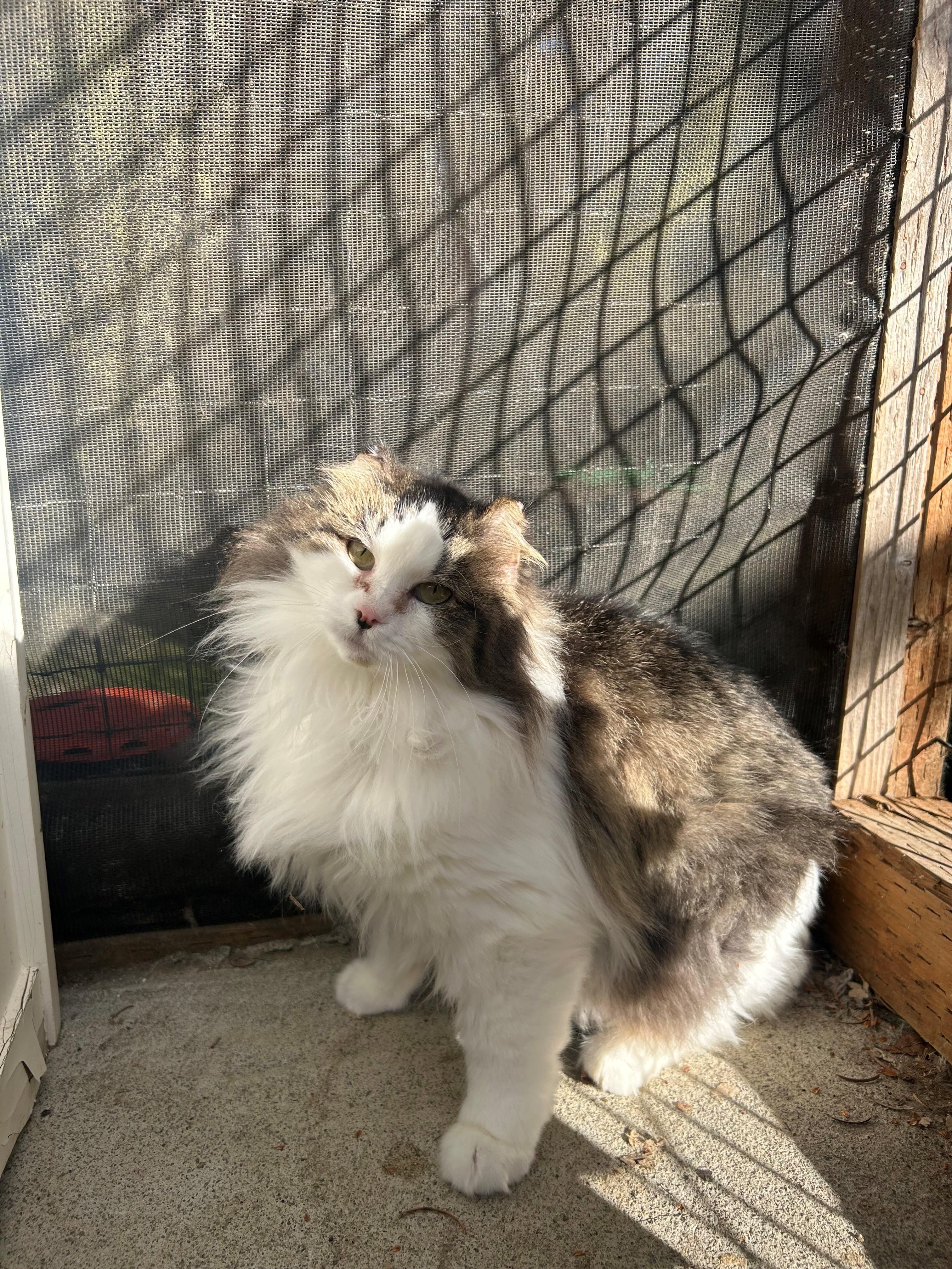 Macy, an adopted mixed breed in Quilcene, WA image 1/2