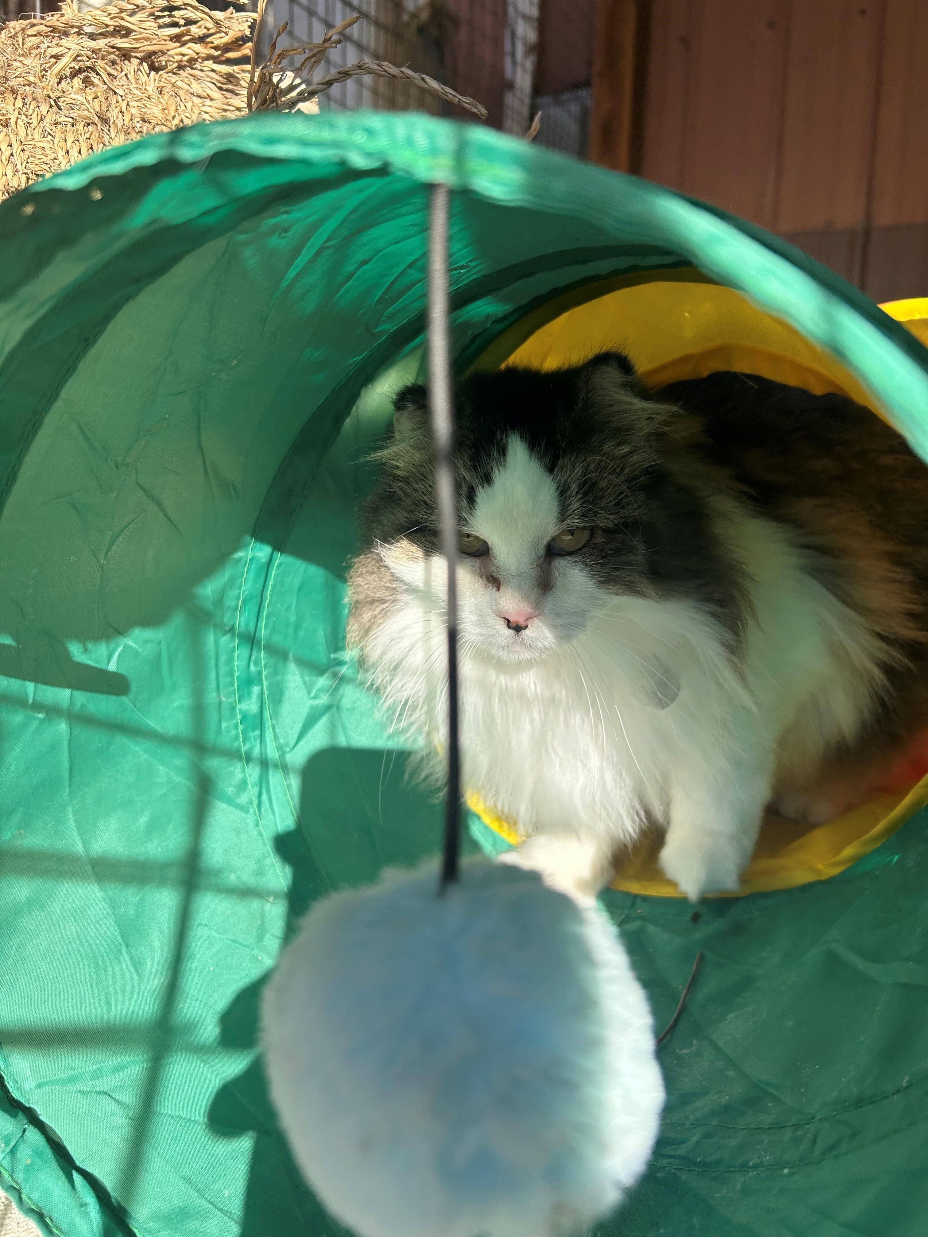 Macy, an adopted mixed breed in Quilcene, WA image 2/2