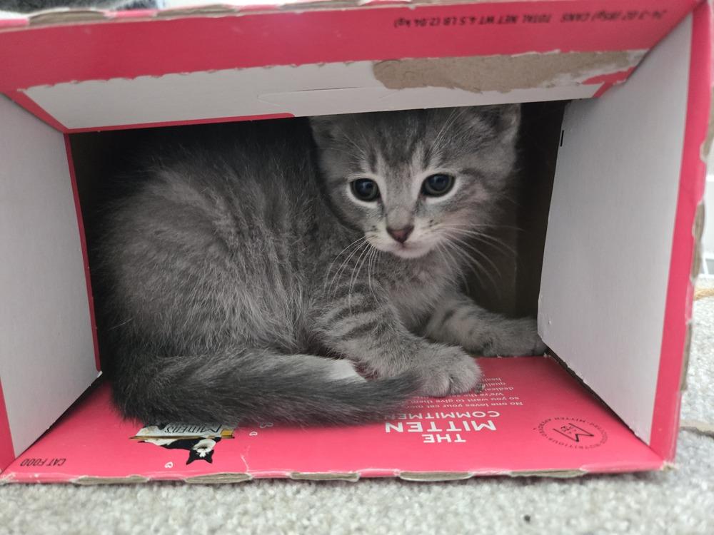 Enlarge Houdini, a Adoptable mixed breed in Union Grove, WI image 2/4