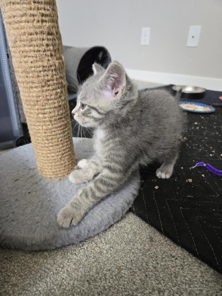 Enlarge Houdini, a Adoptable mixed breed in Union Grove, WI image 3/4