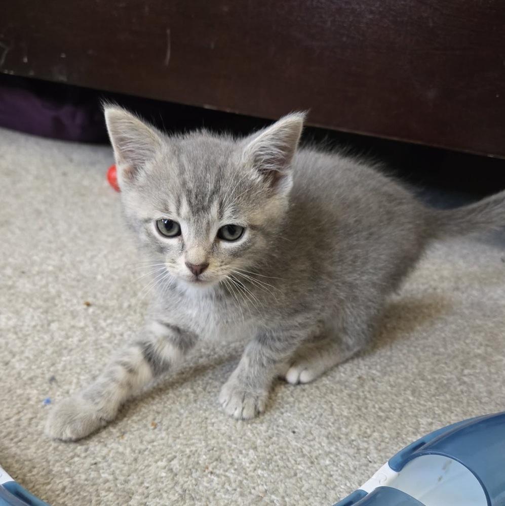 Enlarge Houdini, a Adoptable mixed breed in Union Grove, WI image 4/4