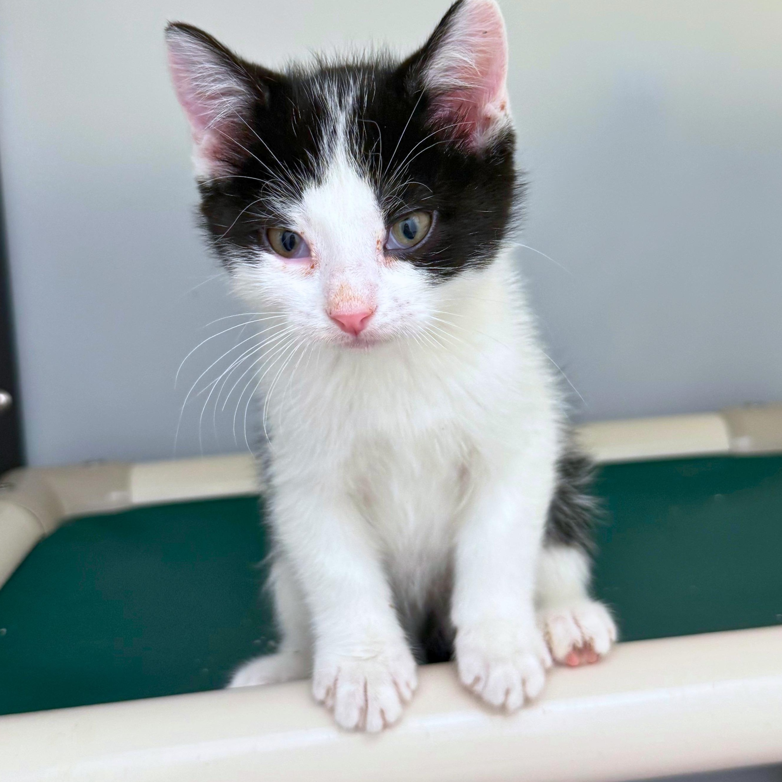 Thor, Adoptable, Kitten Male Domestic Short Hair.